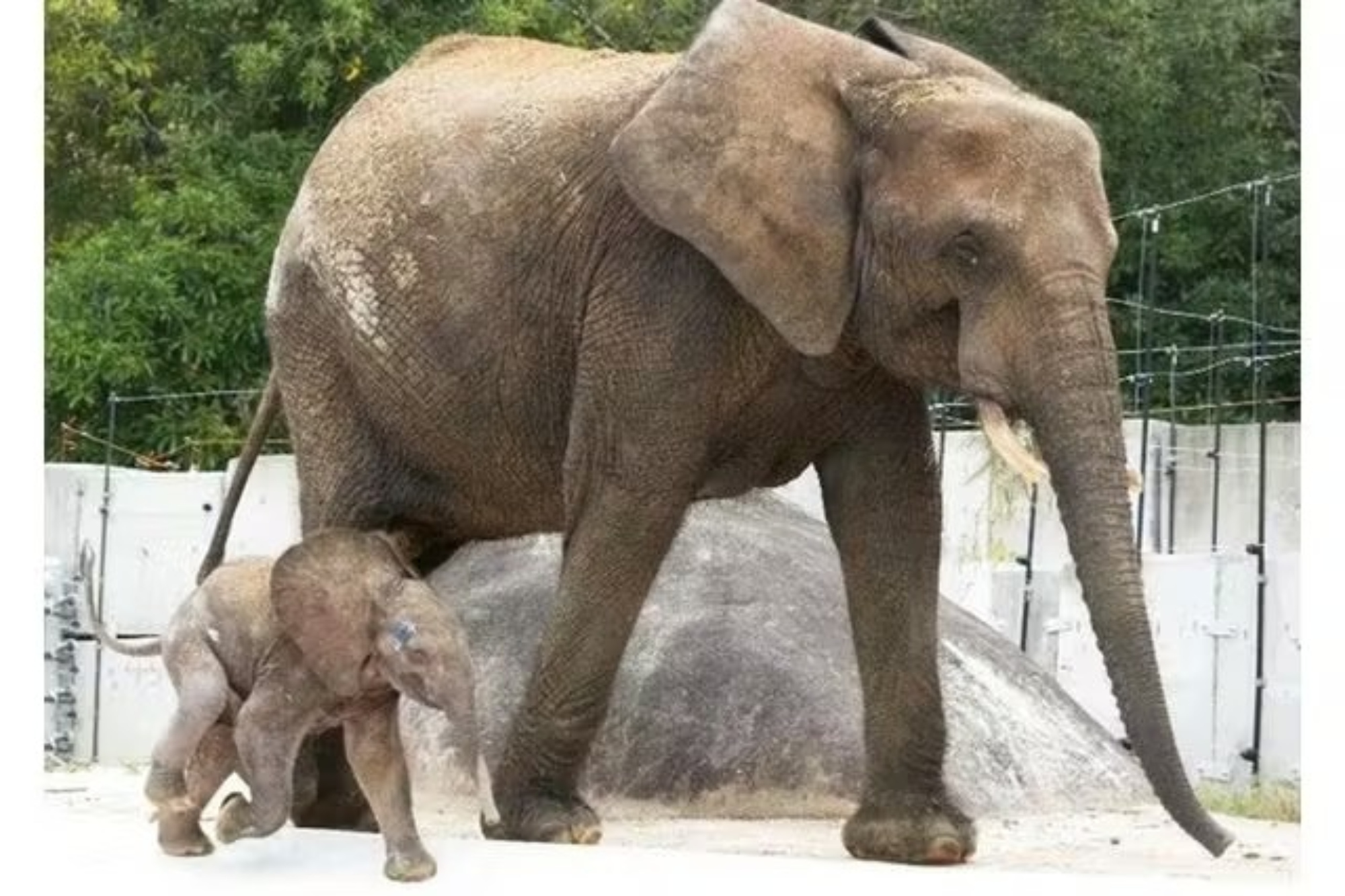 Asa Zoological Park, Hiroshima City Tickets