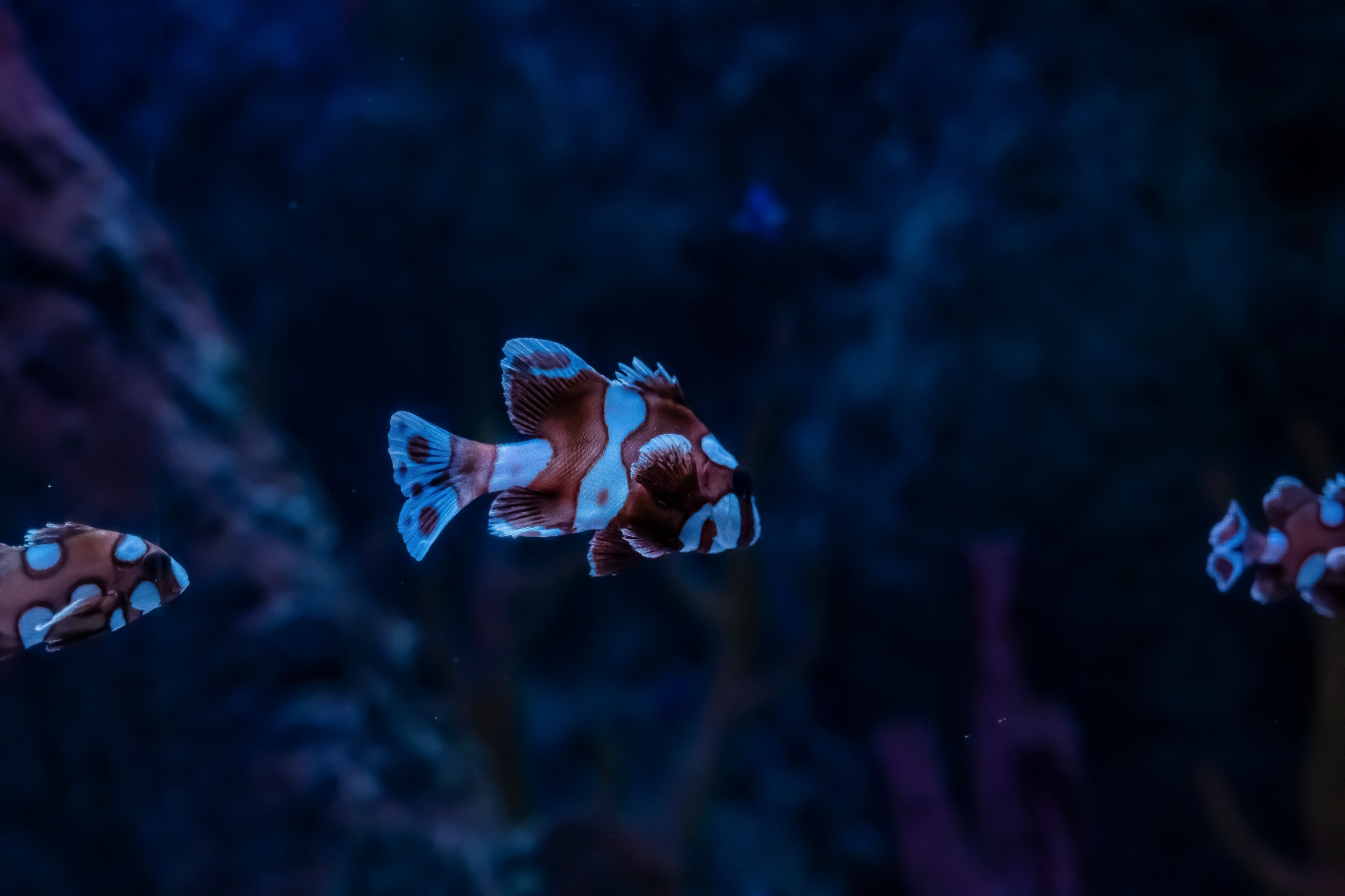 イスタンブール水族館 入館チケット（オプションのホテル送迎付き）