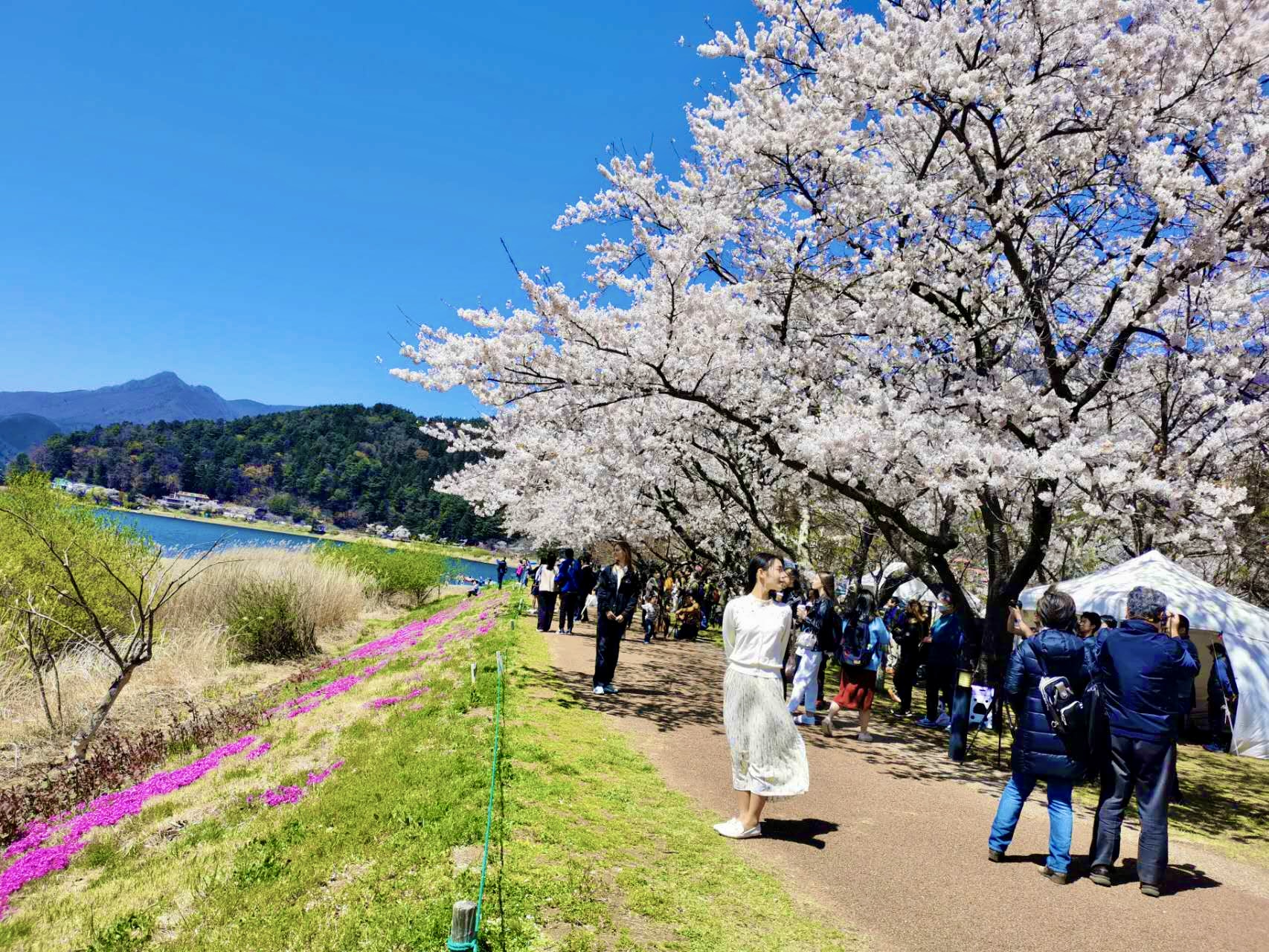 【富士山花海人气打卡景点】河口湖大石公园&四季花海（樱花/芝樱/红叶）&新仓山浅间公园&日川时计店&罗森便利店一日游
