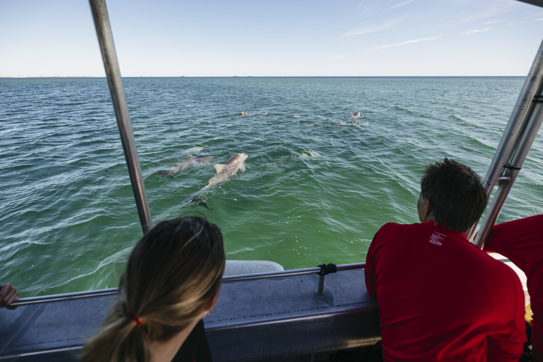 Wildlife Park, Winery & Dolphin Cruise, Giants– VIP Small Group Tour
