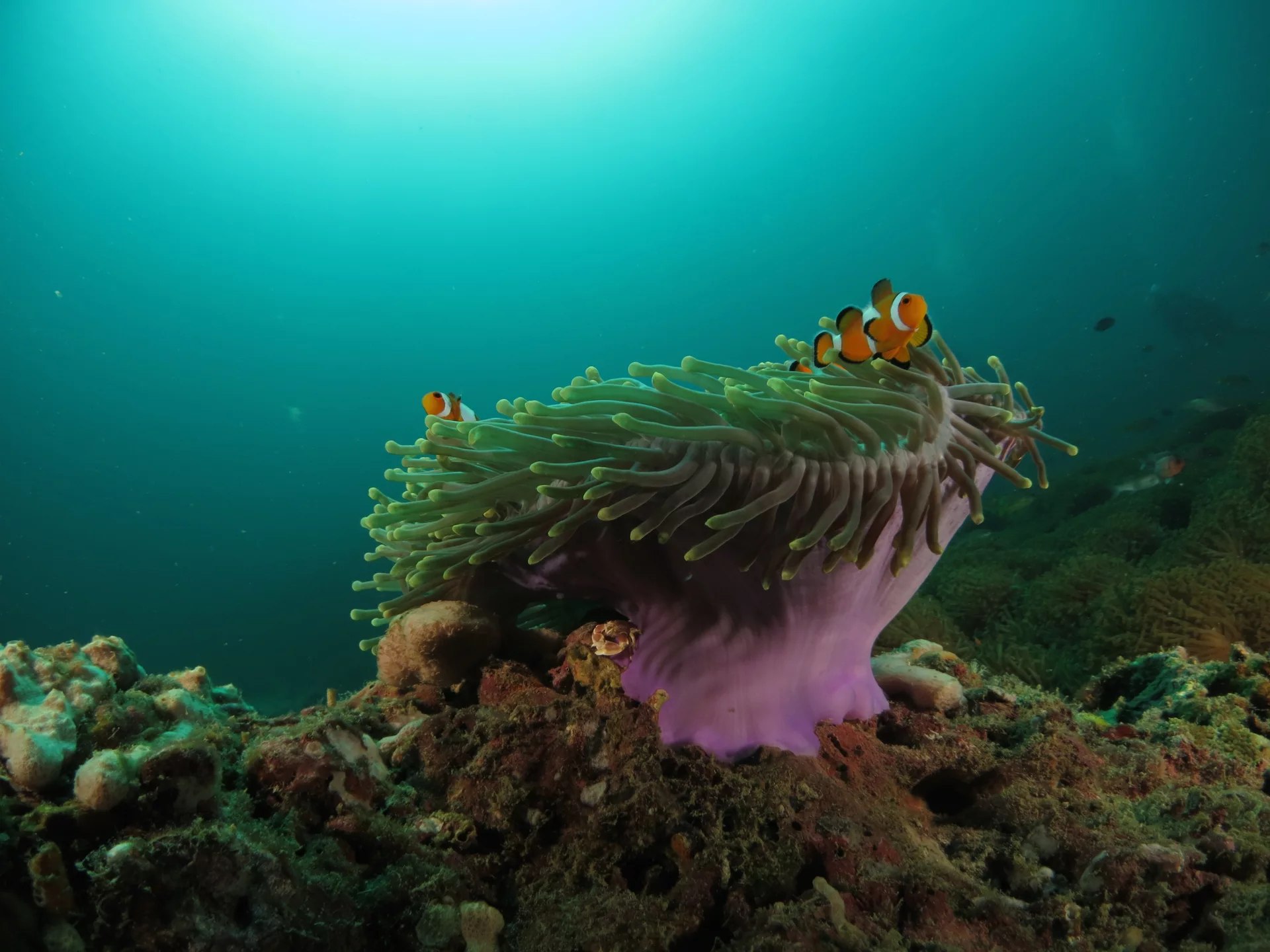 馬布島 PADI 五星潛水中心潛水進階開放水域潛水員課程