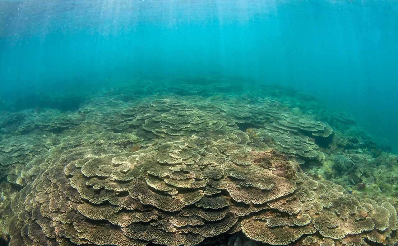 Coral Reef Intro Dive in Kushimoto, Wakayama (No License Required)