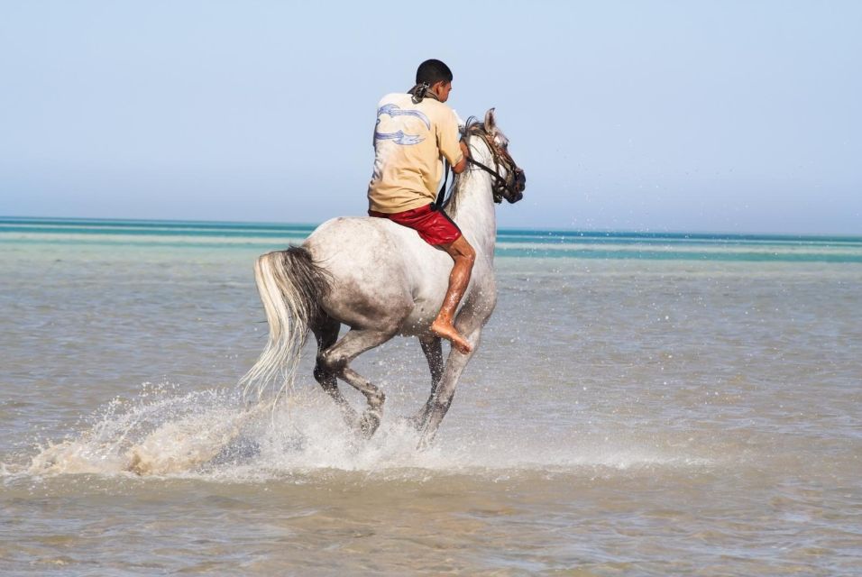 赫爾格達海邊騎馬遊 & 沙漠接送