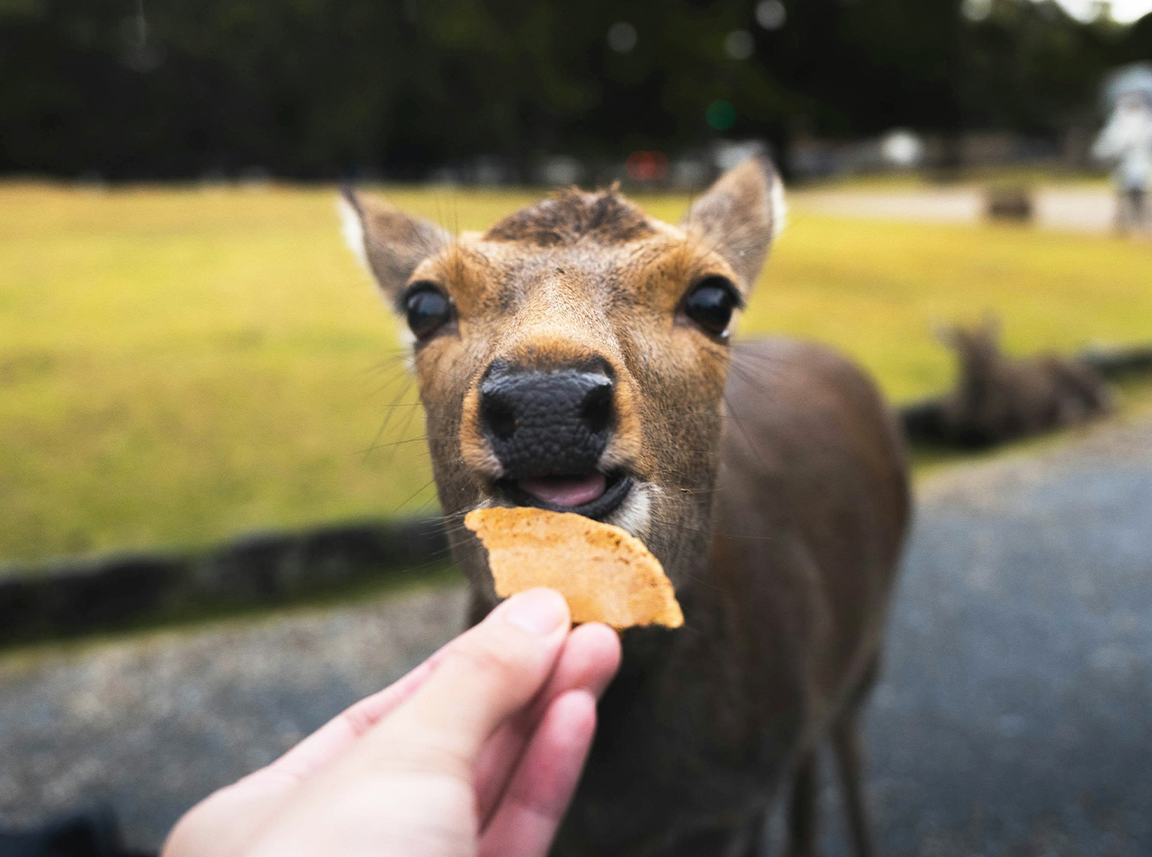 Deer will "bow" to exchange for food, super cute
