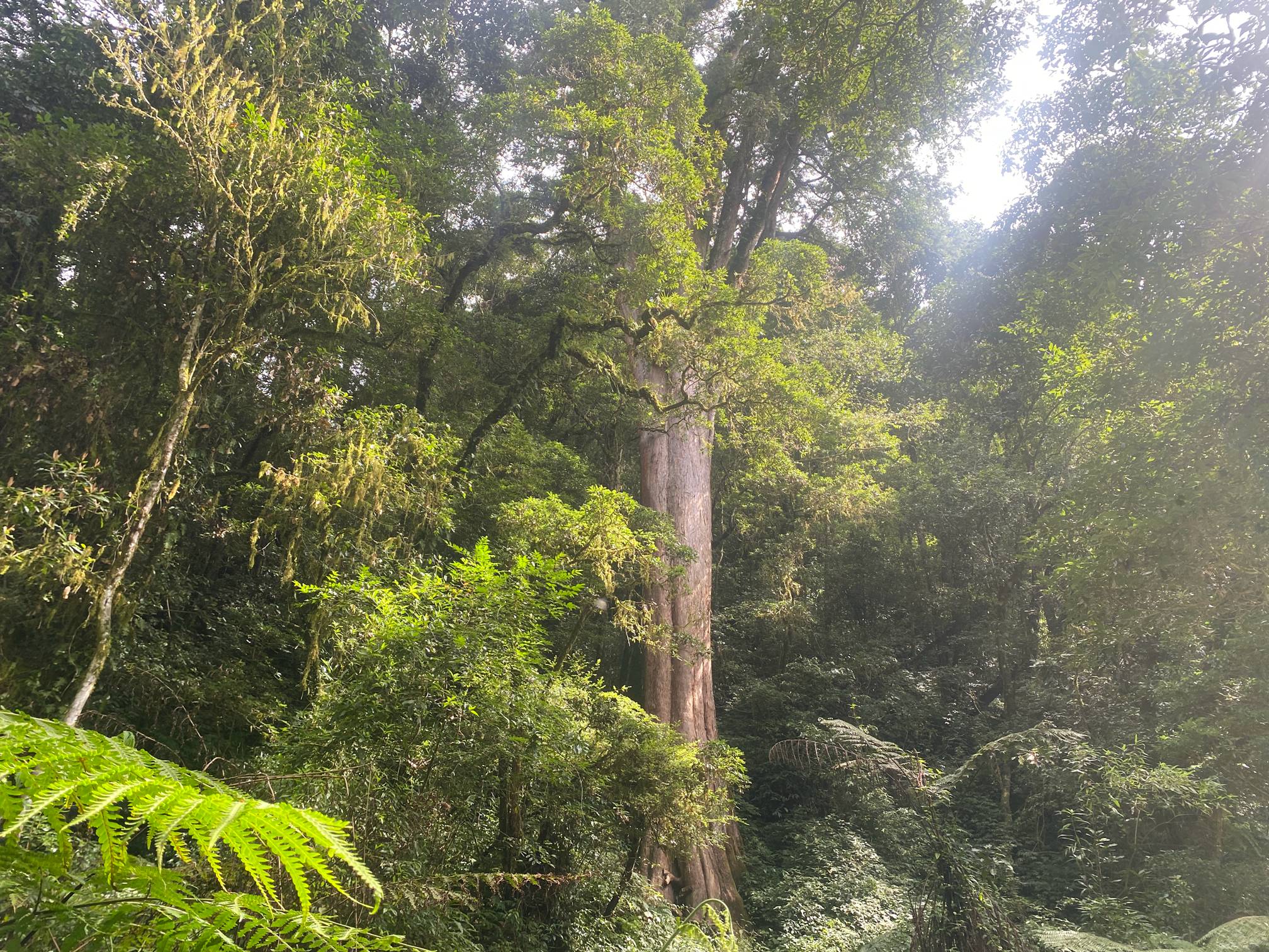 嘉義: 阿里山特富野noyoca巨木群生態體驗