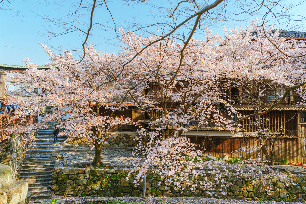 櫻花季限定-關西美秀美術館/近江八幡&三井寺&琵琶湖第一疏水賞夜櫻一日遊｜大阪/京都出發