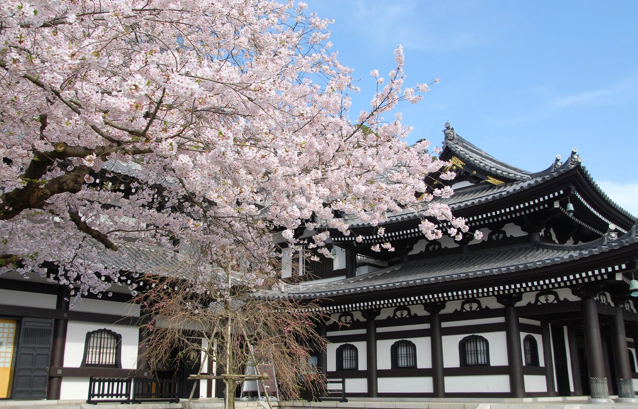 鎌倉大佛&江之電體驗&鎌倉高中&鶴岡八幡宮