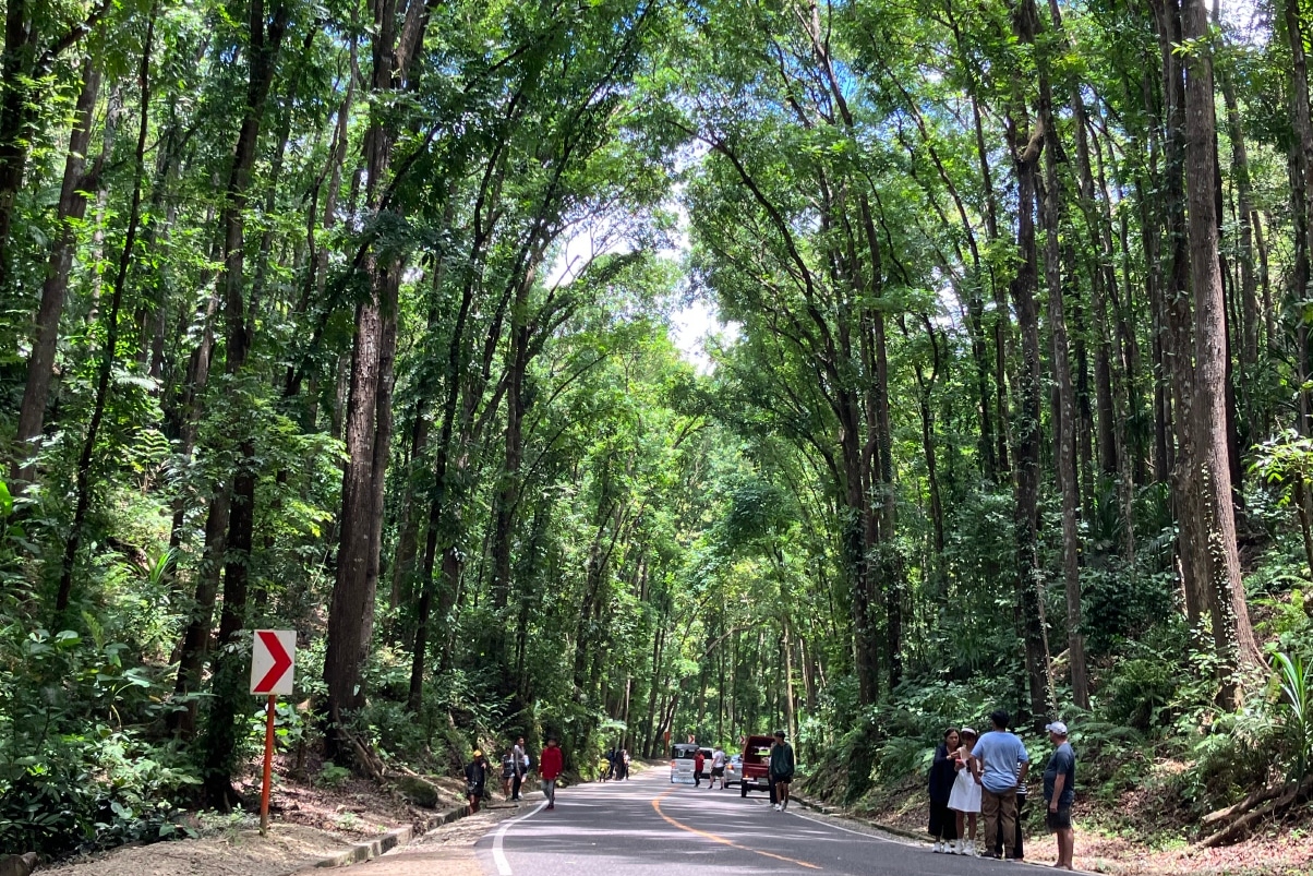 薄荷島一日遊：巧克力山、眼鏡猴和洛博克河巡遊