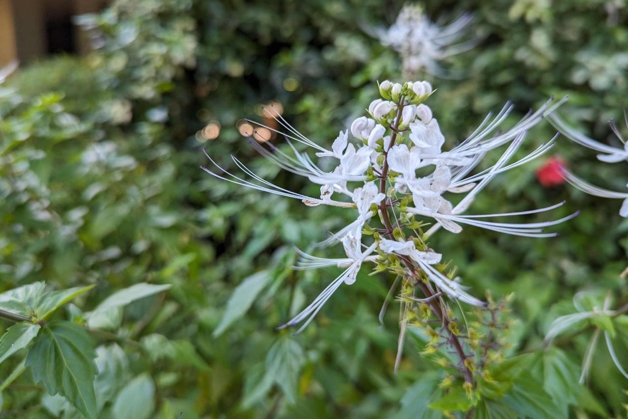 5 小時熱帶花園與觀光旅遊