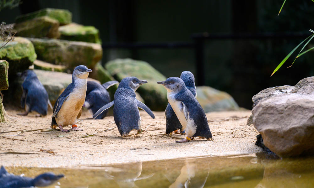 Australian Wildlife, Blue Mountains & Scenic World Private Tour
