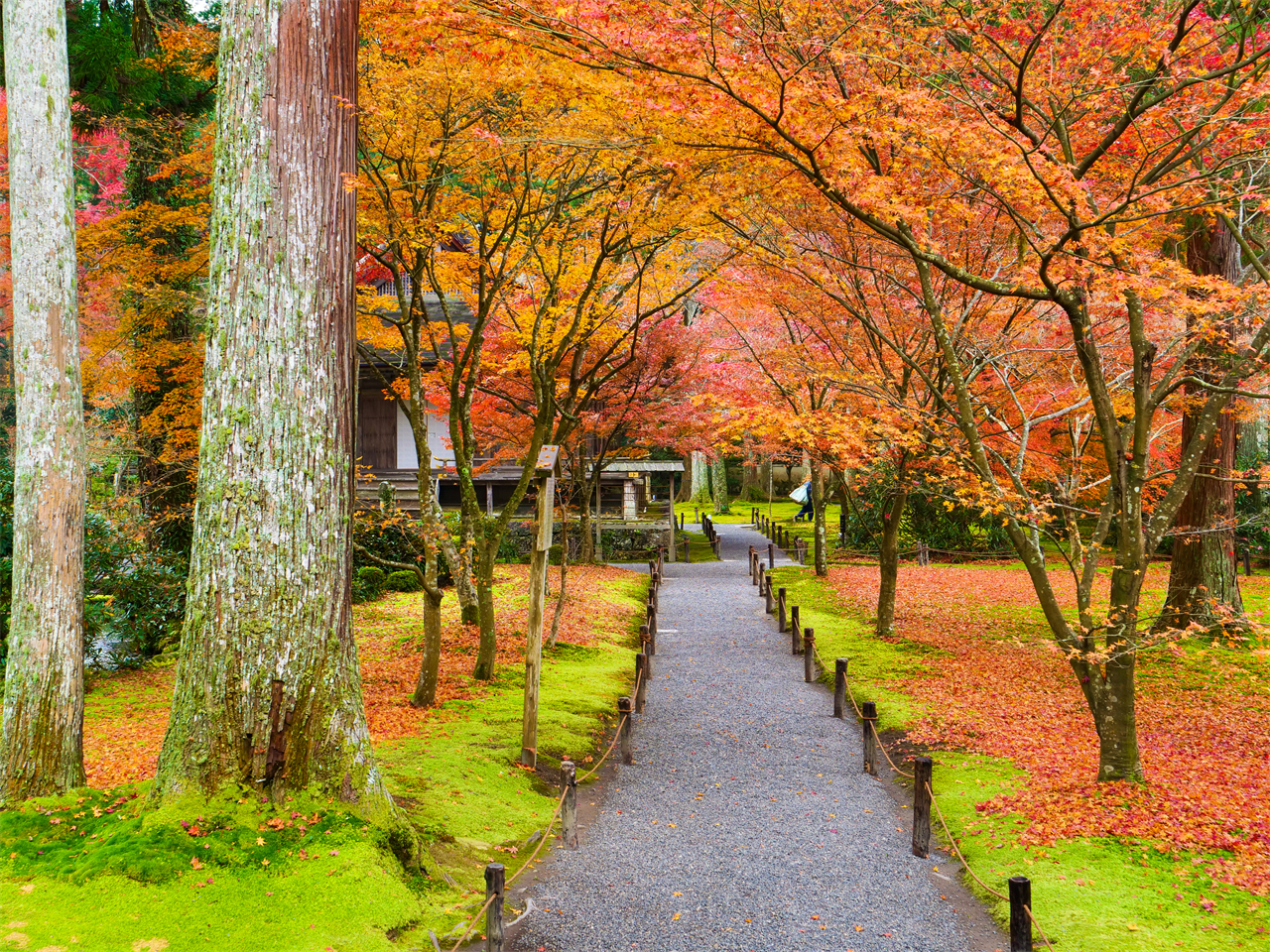 京都寶藏之旅 | 三千院（6/7月可賞繡球花） & 嵐山深度悠閒一日遊，嵯峨野小火車、竹林漫步、足湯溫泉暖身心|大阪或京都上下車