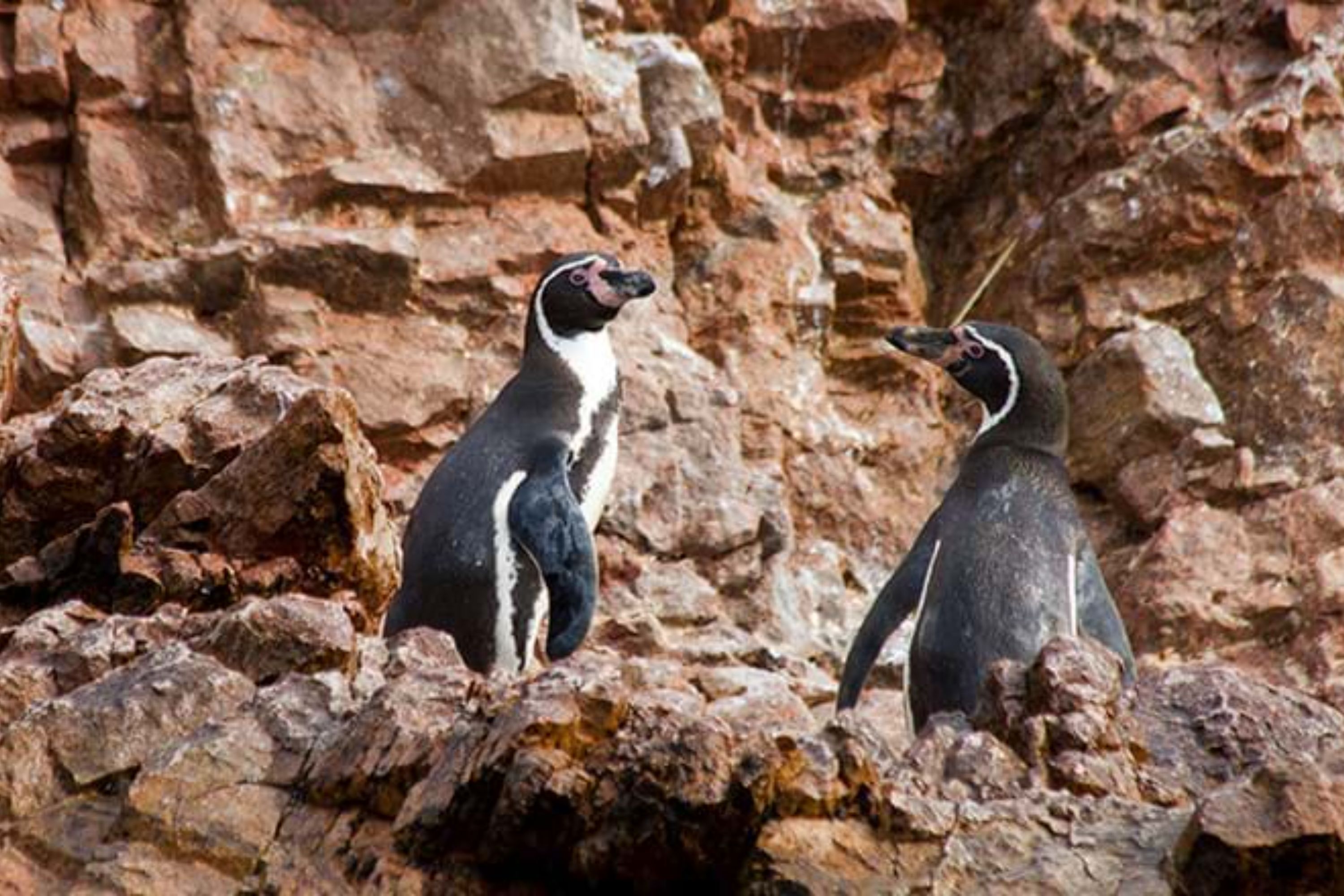 Capture the way of the penguin life as you pass by them on your boat ride