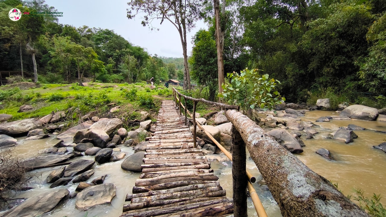 Chiang Mai Elephant Sanctuary Observation and Activity Combo