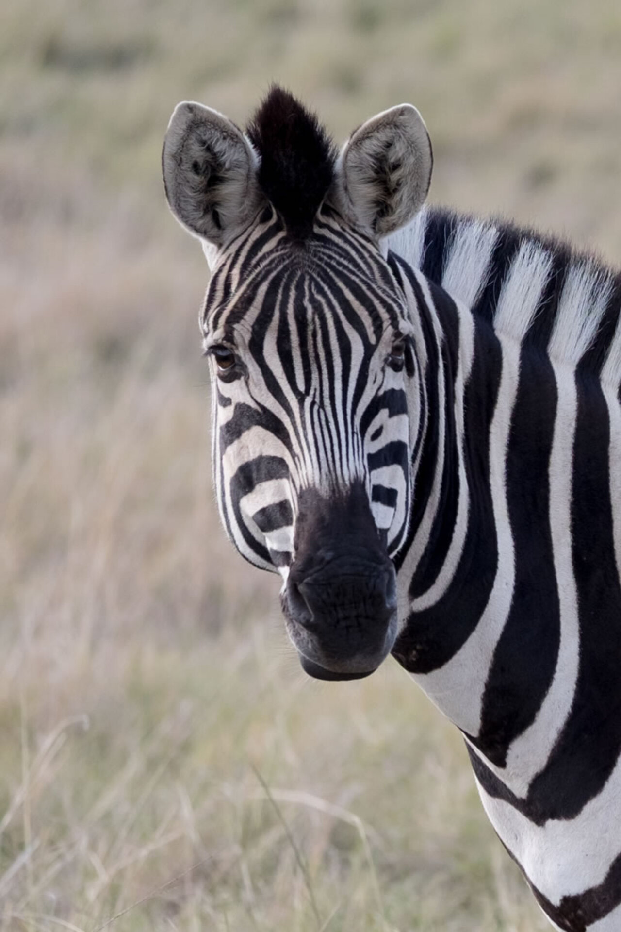 Plettenberg Bay Game Reserve Half-day Safari Tour