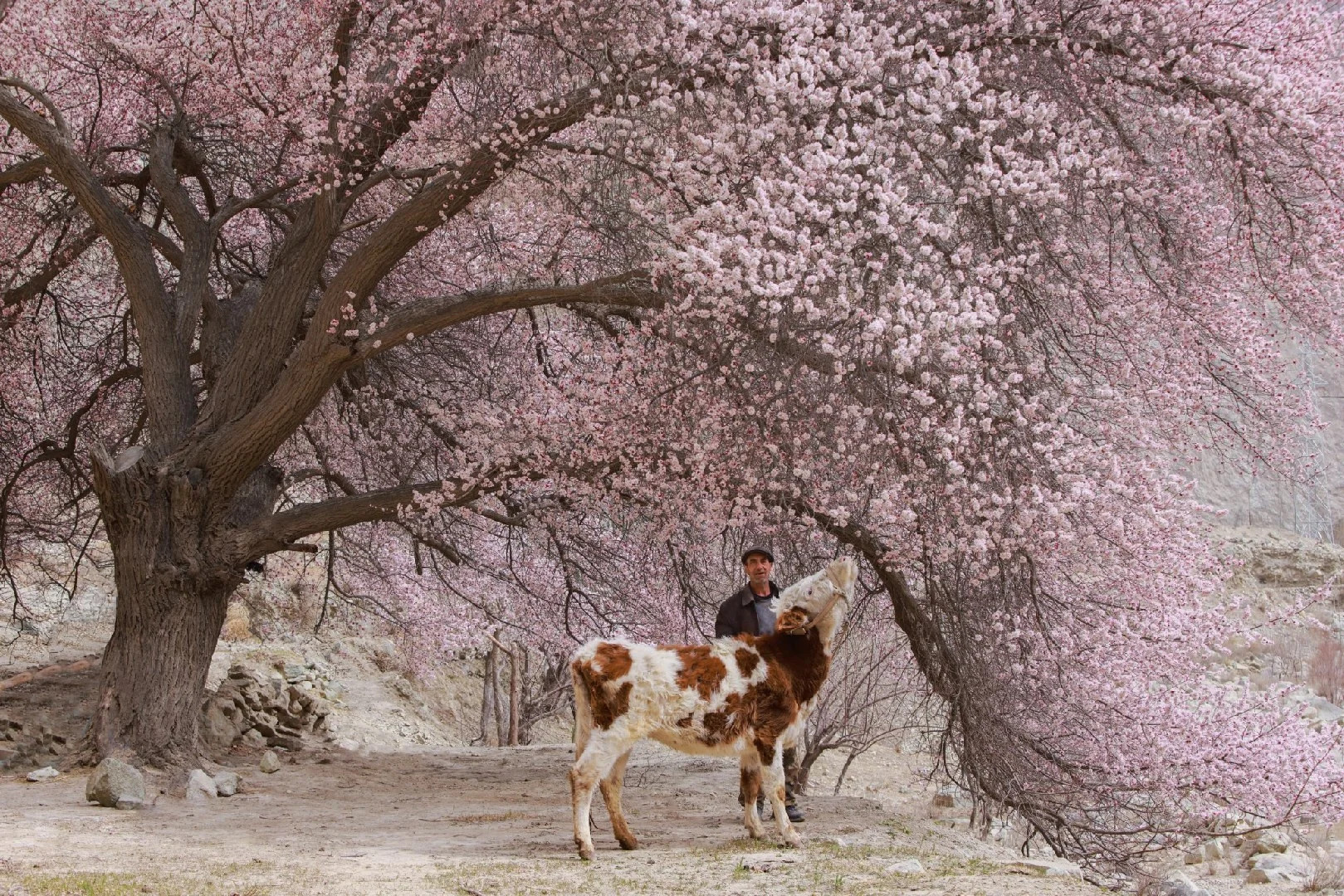 7-дневный панорамный тур по весенним пейзажам Памирского плато