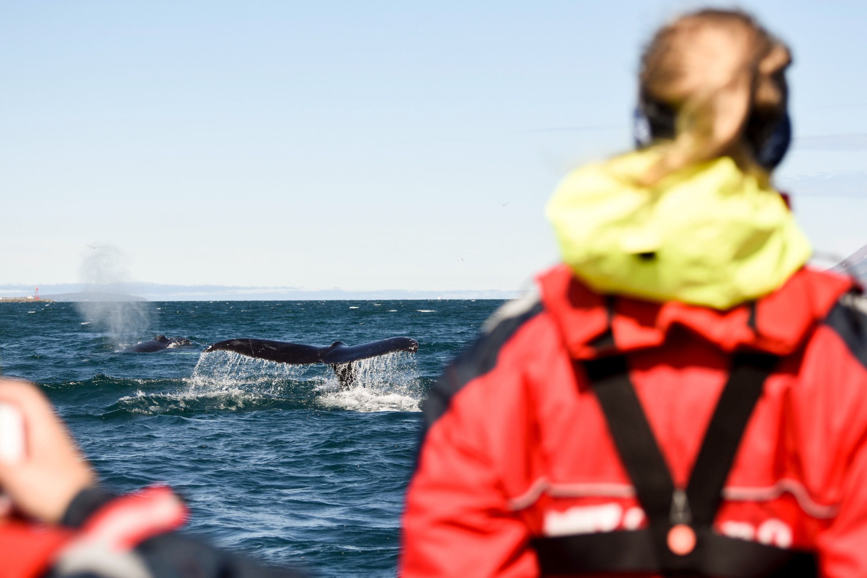 Express Whale Watching Experience in Akureyri