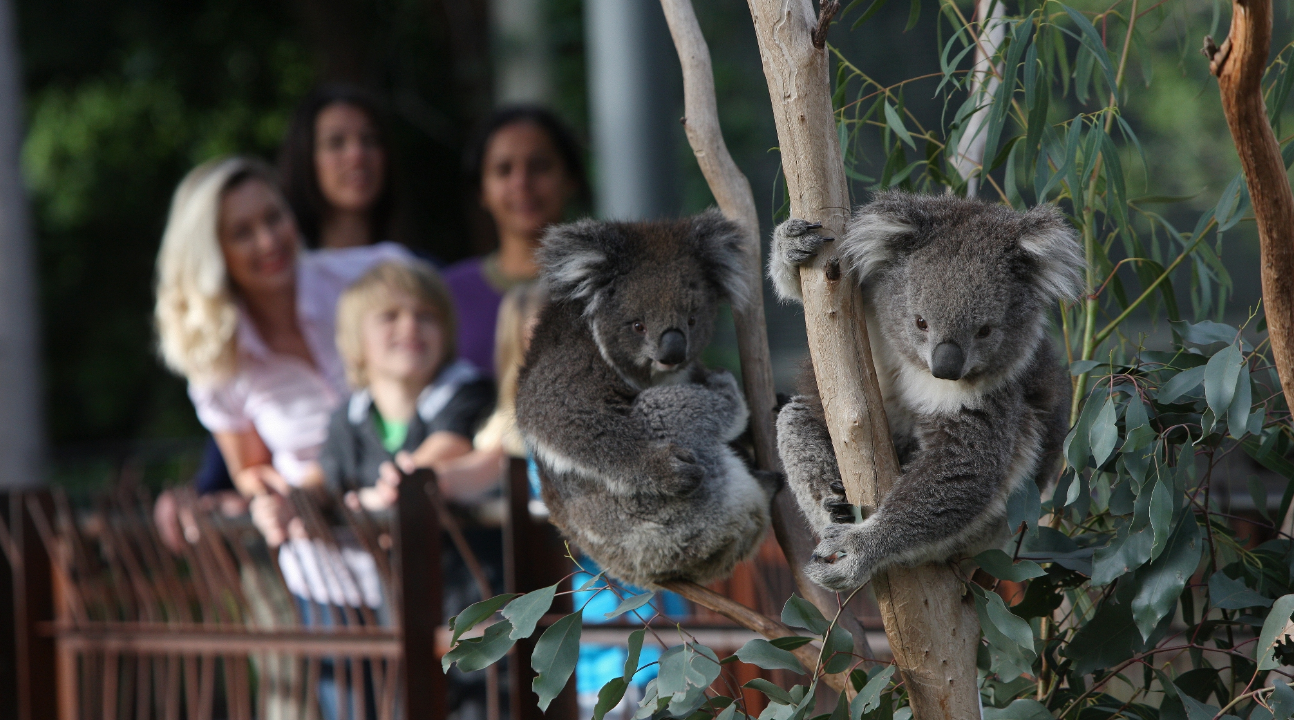 Melbourne Zoo Kangaroo Encounter