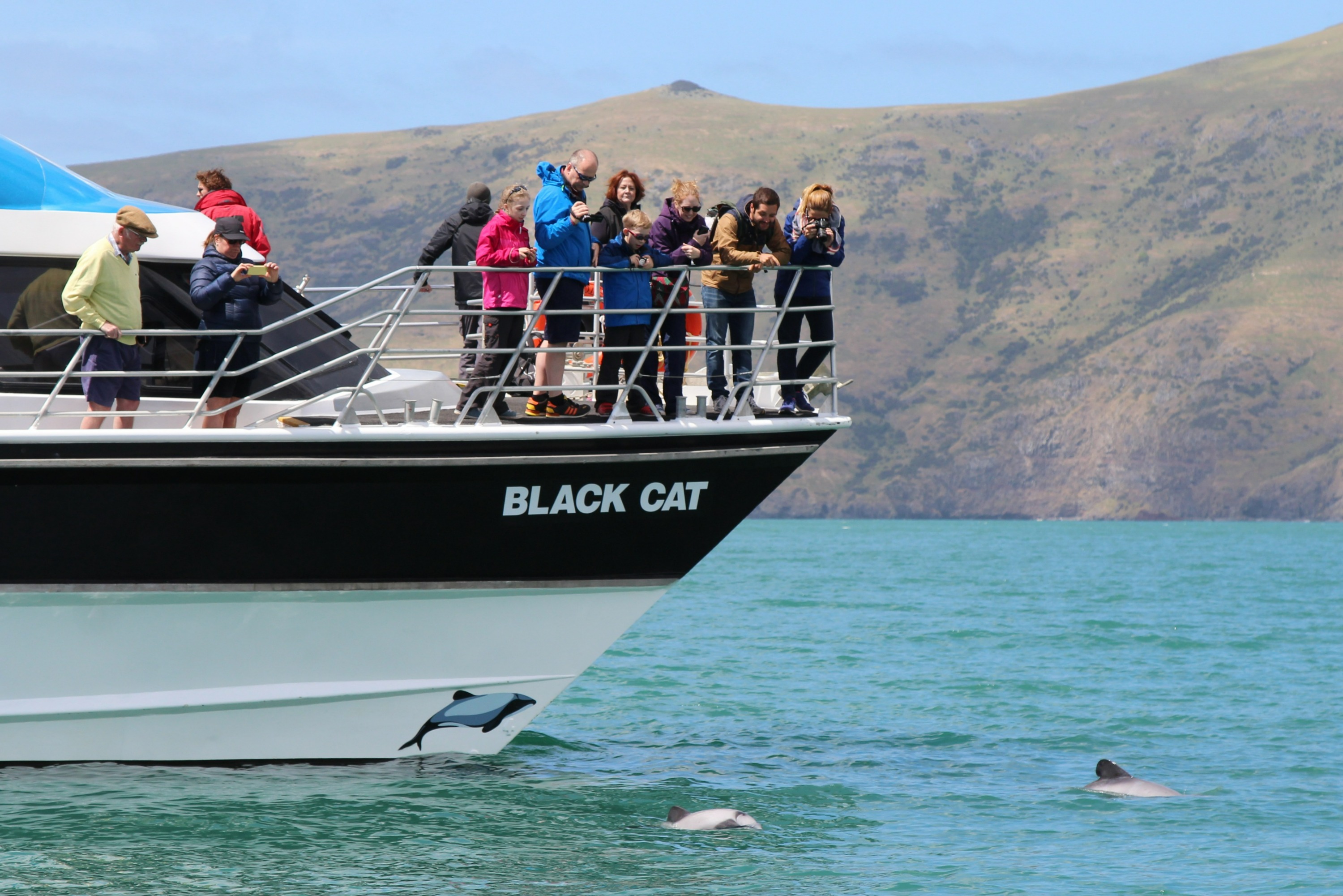 Akaroa Swimming with Dolphin