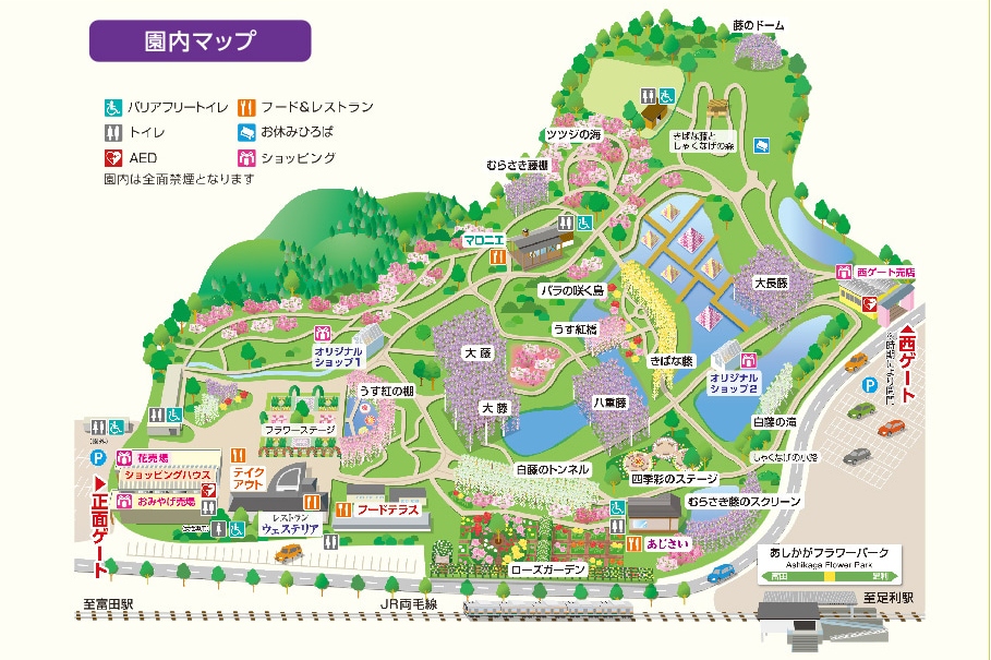 茨城國營常陸海濱公園粉蝶花＆足利花卉公園紫藤花賞花一日遊｜東京出發