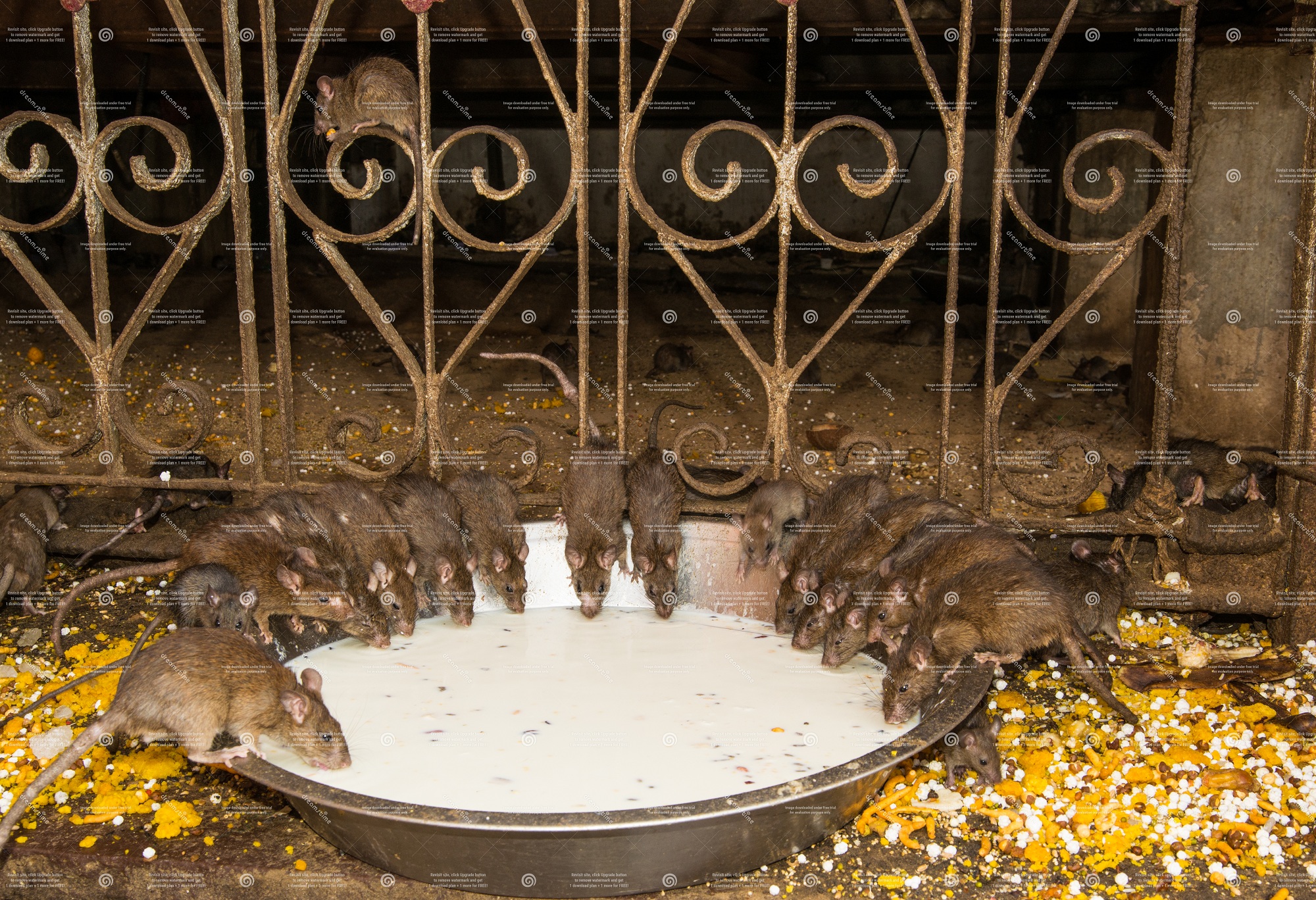  Visit Junagarh Fort and Rat Temple from Jaisalmer with Bikaner Drop
