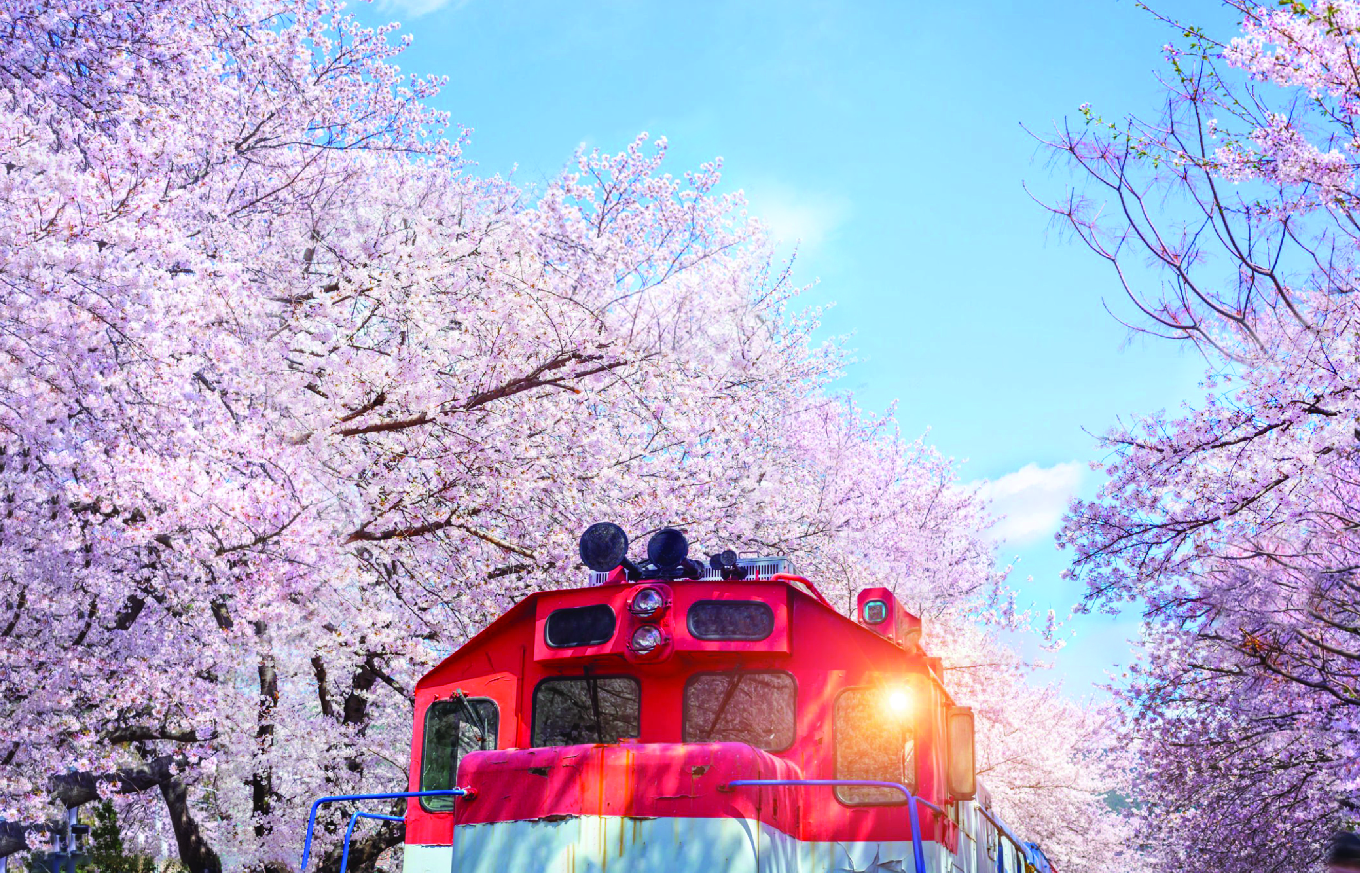 準備好體驗櫻花夢了嗎? 鎮海粉紅櫻花節是春天最值得去的地方! 準備好體驗櫻花夢了嗎? 鎮海粉紅櫻花節是春天最值得去的地方!