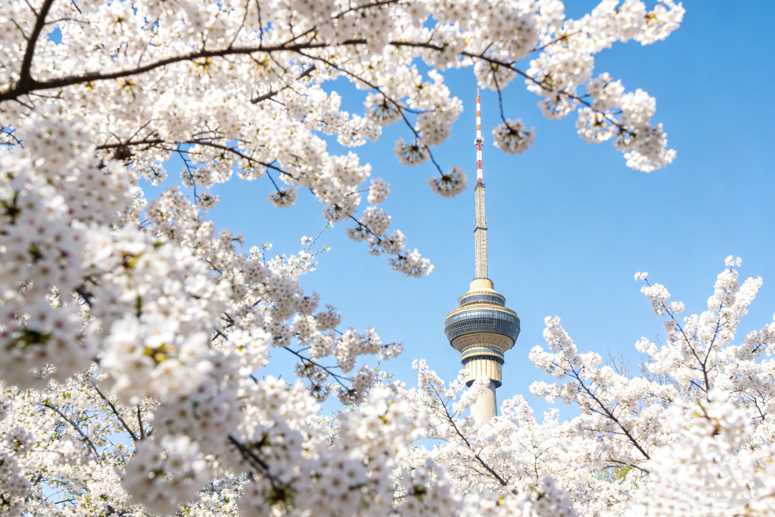 若您在櫻花季來北京，那玉淵潭公園必定是不可錯過的打卡地。玉淵潭的櫻花種植歷史頗為悠久，早在 20 世紀 60 年代，日本將 1000 株大山櫻作為禮物贈送給中國，其中一部分就落戶在了玉淵潭公園，從此拉開了這裡櫻花種植的序幕。此後，經過不斷引進與培育，如今園內櫻花品種繁多，已然成為京城春日賞櫻的絕佳去處。
當您踏入玉淵潭公園，便能置身於浪漫的櫻花海洋。此時，我們的導遊會憑藉豐富經驗，全程為您服務。在欣賞美景的過程中，為您精準定位最佳拍攝角度。讓您輕鬆定格這春日裡稍縱即逝的美好瞬間，留下獨屬於您的櫻花季回憶。