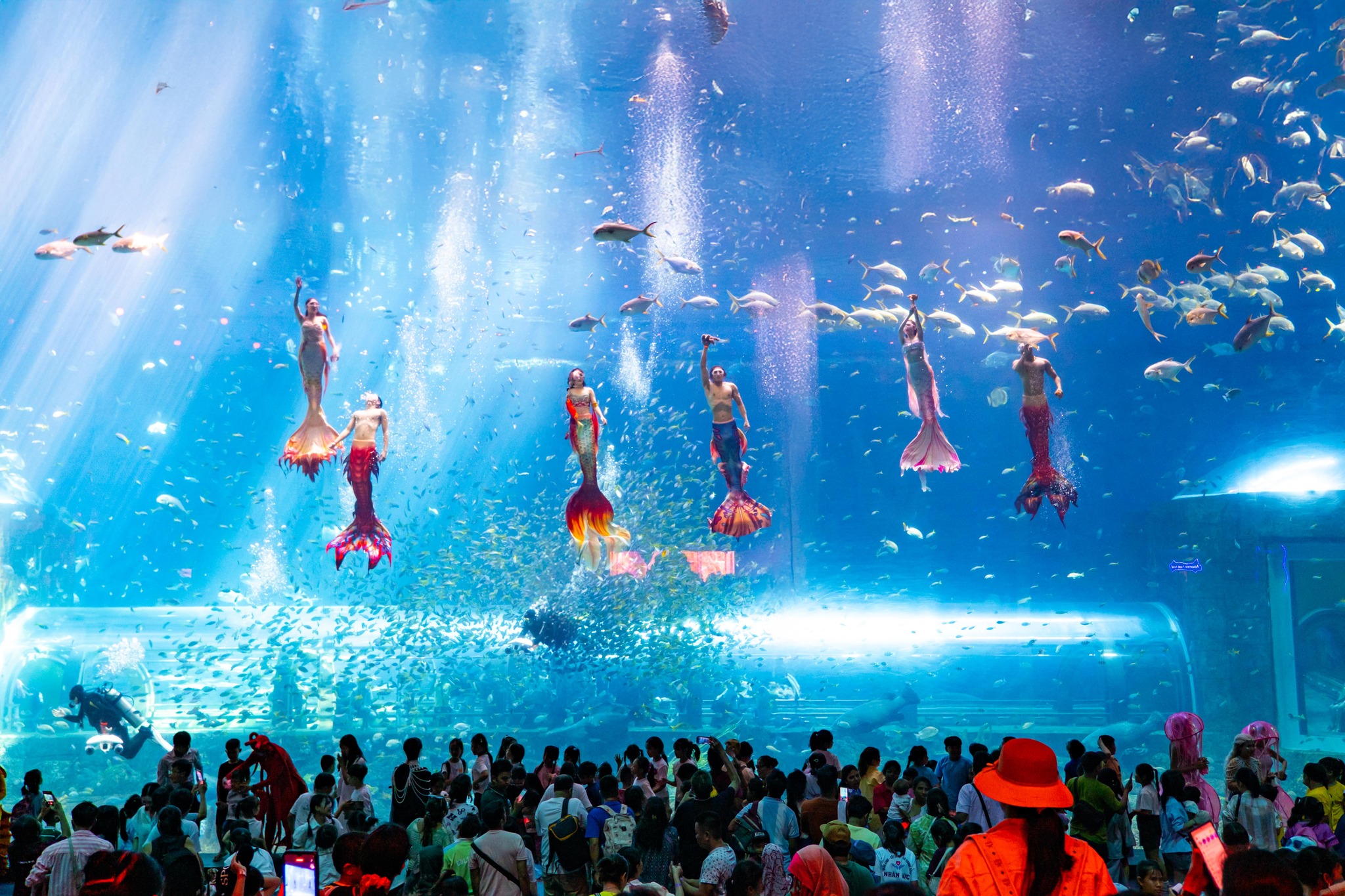 Mermaid Show 