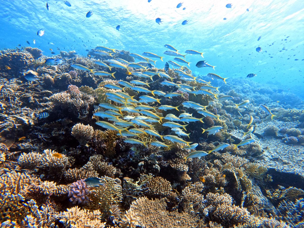 Full day of snorkeling wonders in Hurghada with PADI 5 star centre