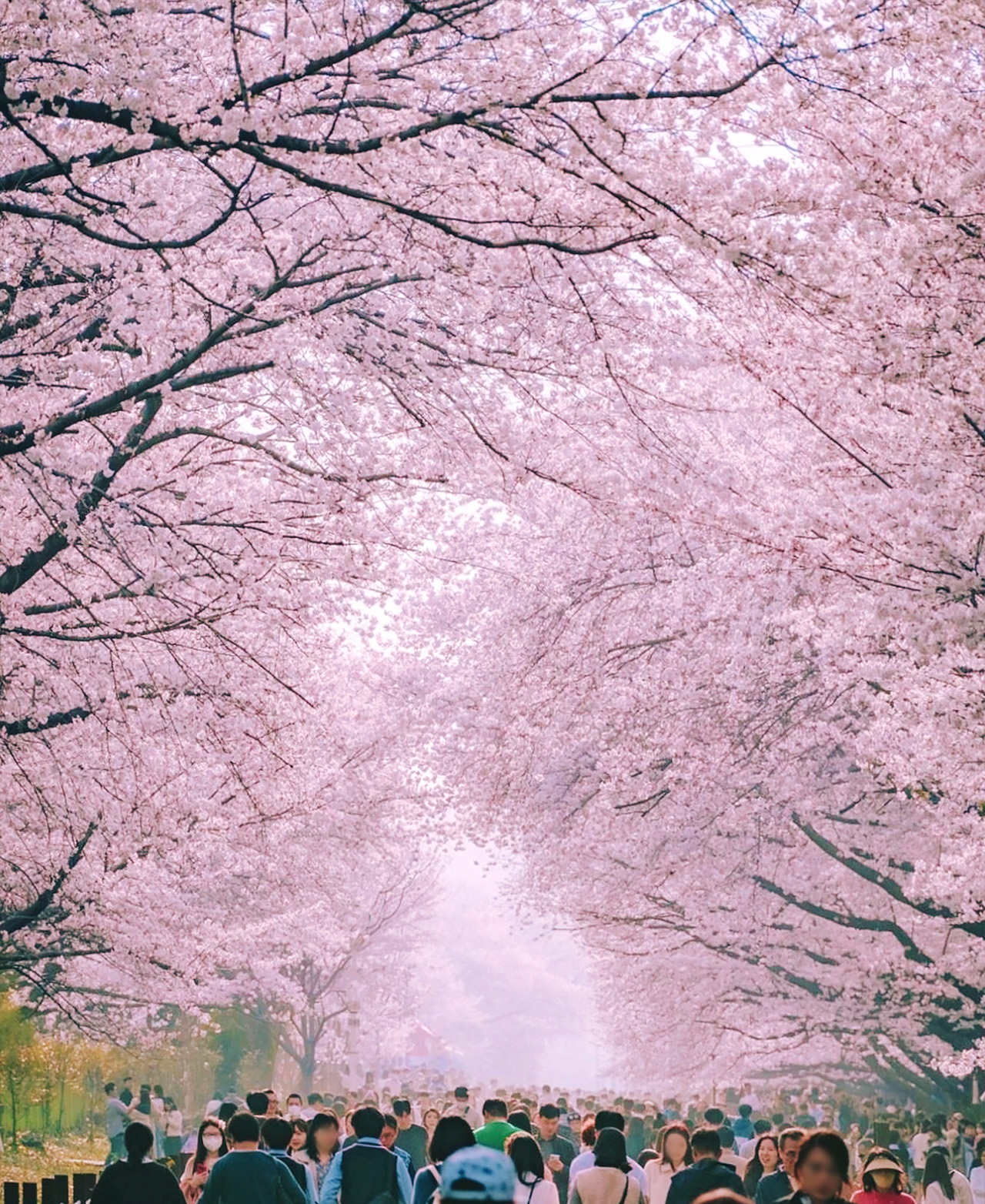 鎮海市本身就擁有約 34 萬棵櫻花樹,使其成為韓國最具代表性的賞櫻勝地之一。🌸🎉 鎮海市本身就擁有約 34 萬棵櫻花樹,使其成為韓國最具代表性的賞櫻勝地之一。🌸🎉