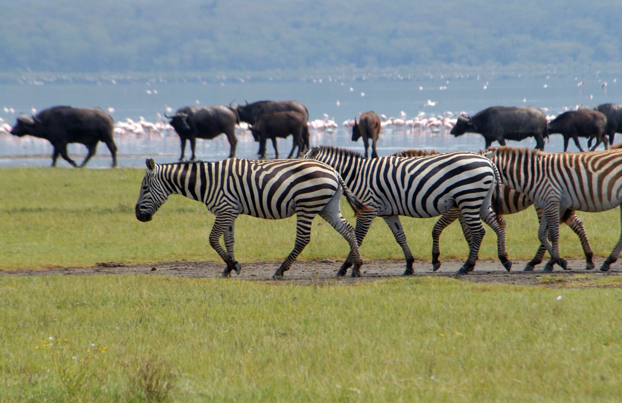 5-Day Guided Group Safari Across Kenya’s Top Parks – Economy Package