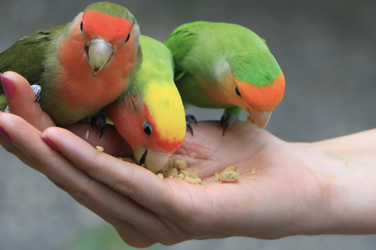 parrots eating food