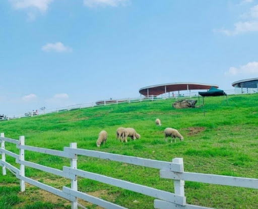 現場提供飼料販售，讓您親自體驗餵羊的樂趣。