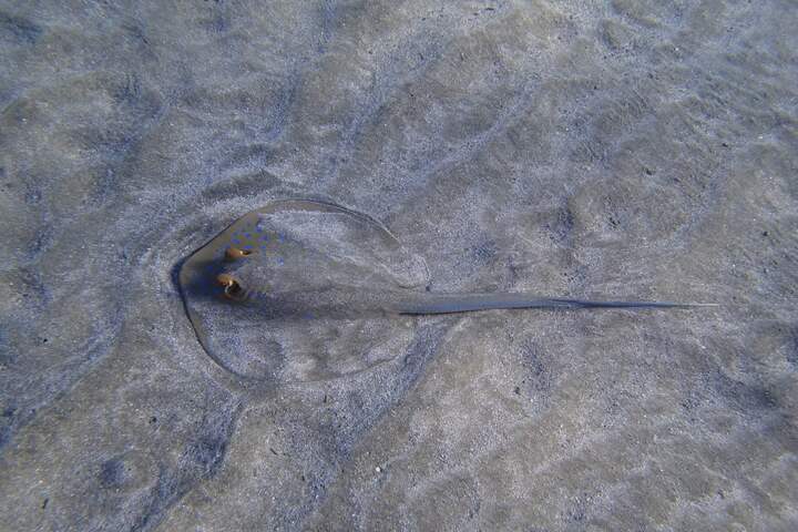 扎伊納營地沙姆沙伊赫紅海海灘 (Port ghalib : Sharm EL-Lole Beach  Zaina Camp)