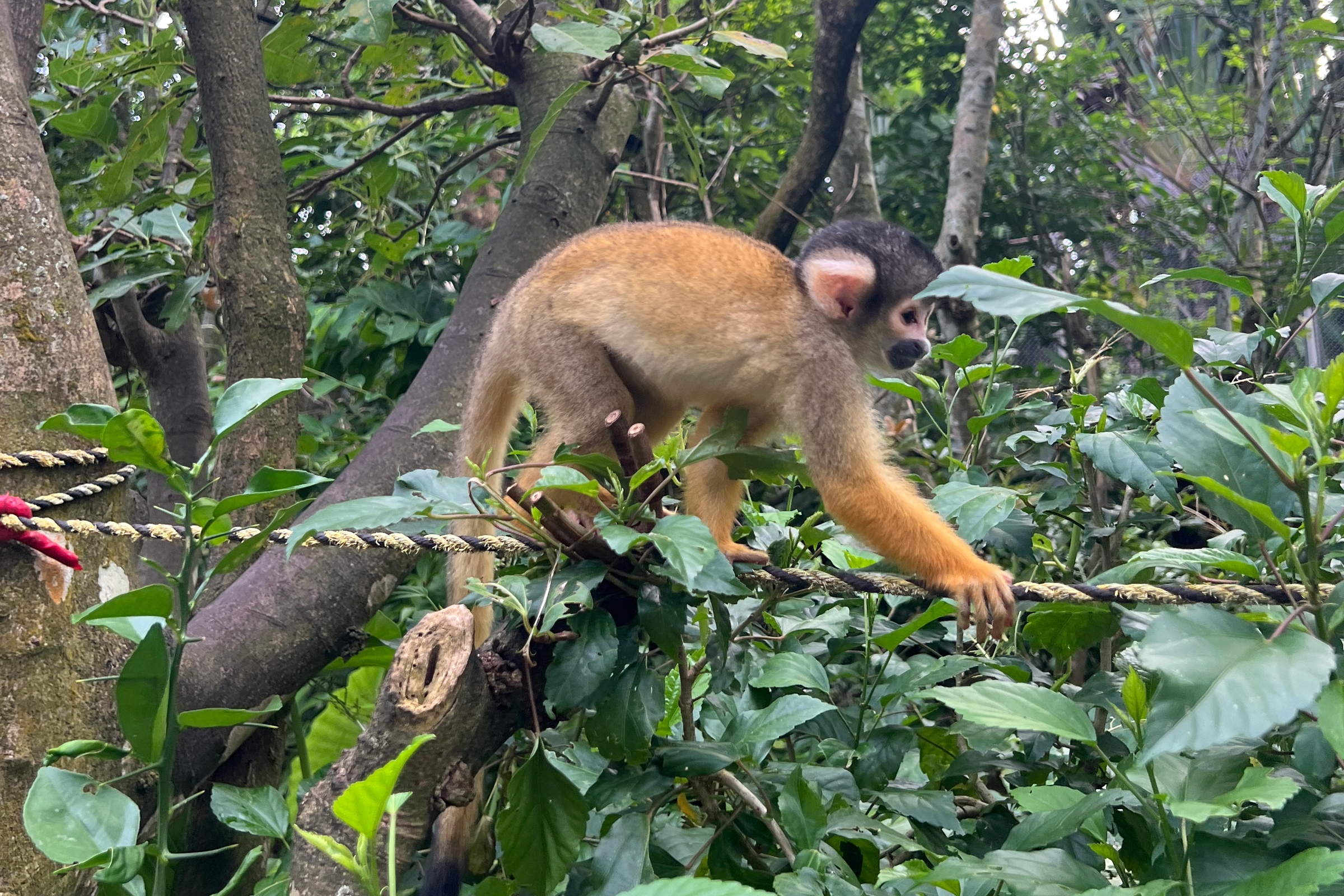 Folk Village Squirrel Monkeys