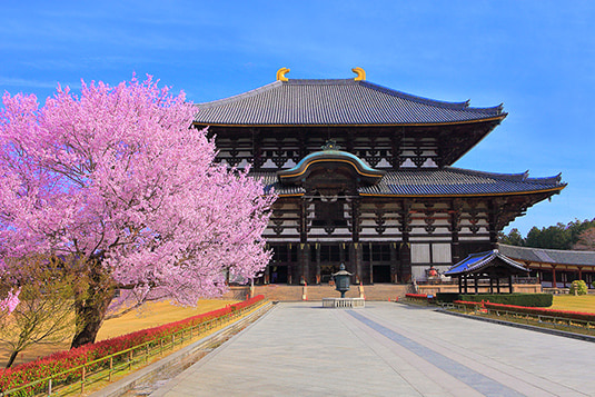 奈良公园 & 东大寺 & 吉野山一日游（含赏樱）