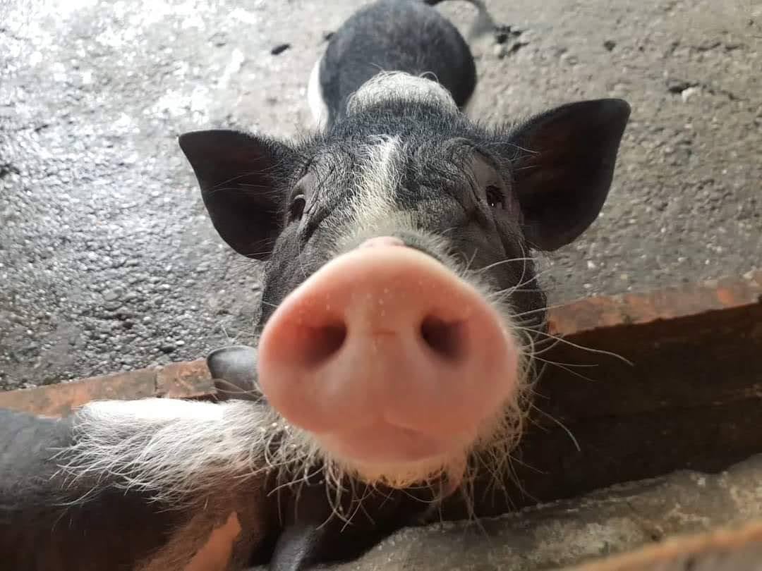 Guangxing Farm Tickets