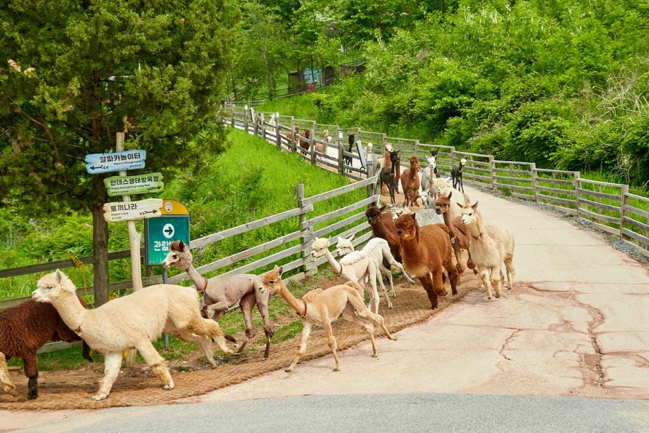 草泥馬世界 草泥馬世界