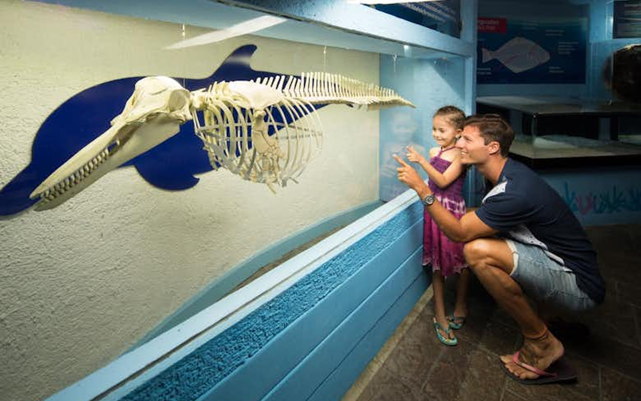 探索引人入勝的教育展示,包括令人驚嘆的海洋哺乳動物和海豚的真實骨骼。 探索引人入勝的教育展示,包括令人驚嘆的海洋哺乳動物和海豚的真實骨骼。