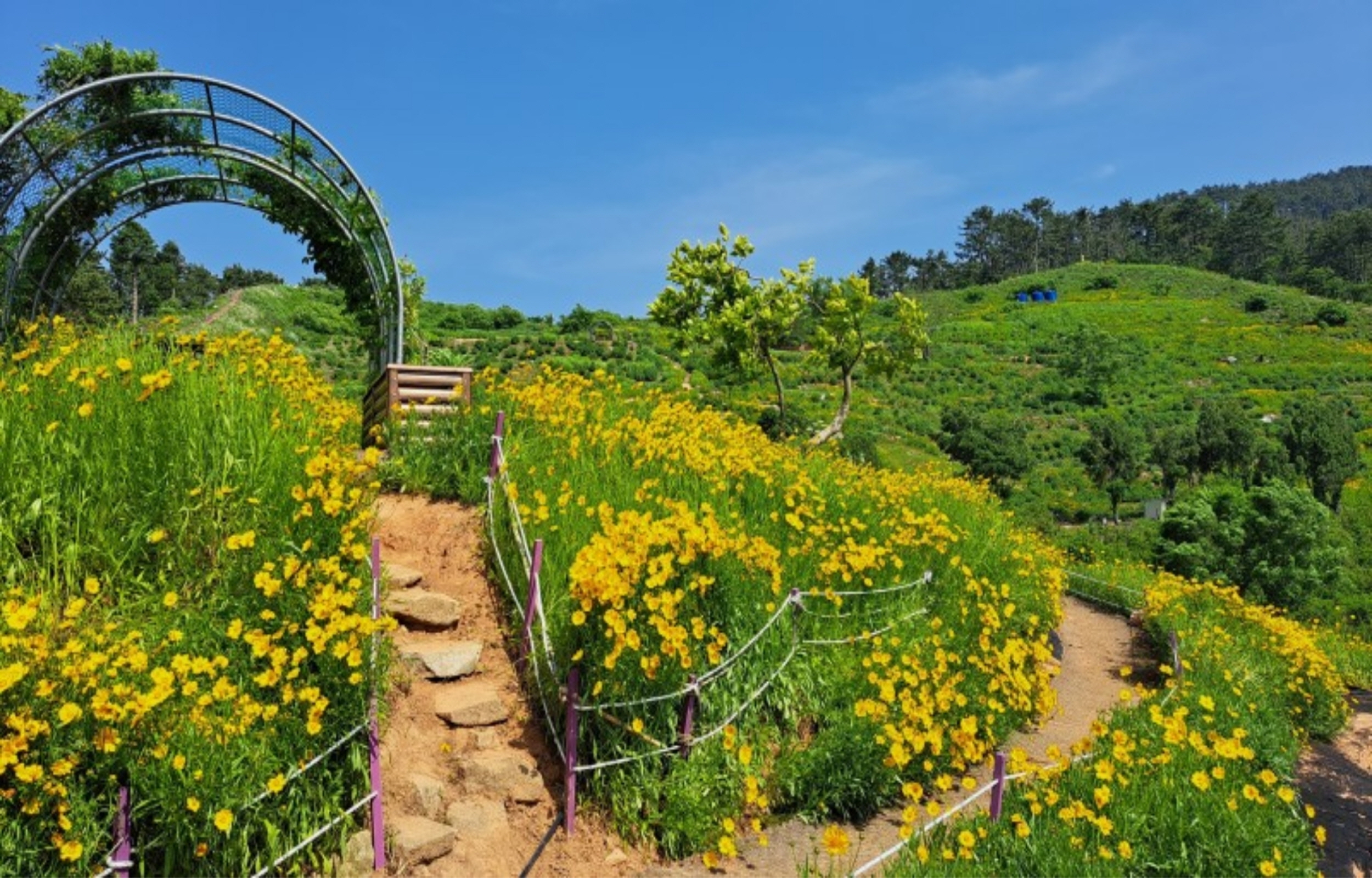 Geoje Marina Yacht and Flower Park Day Tour