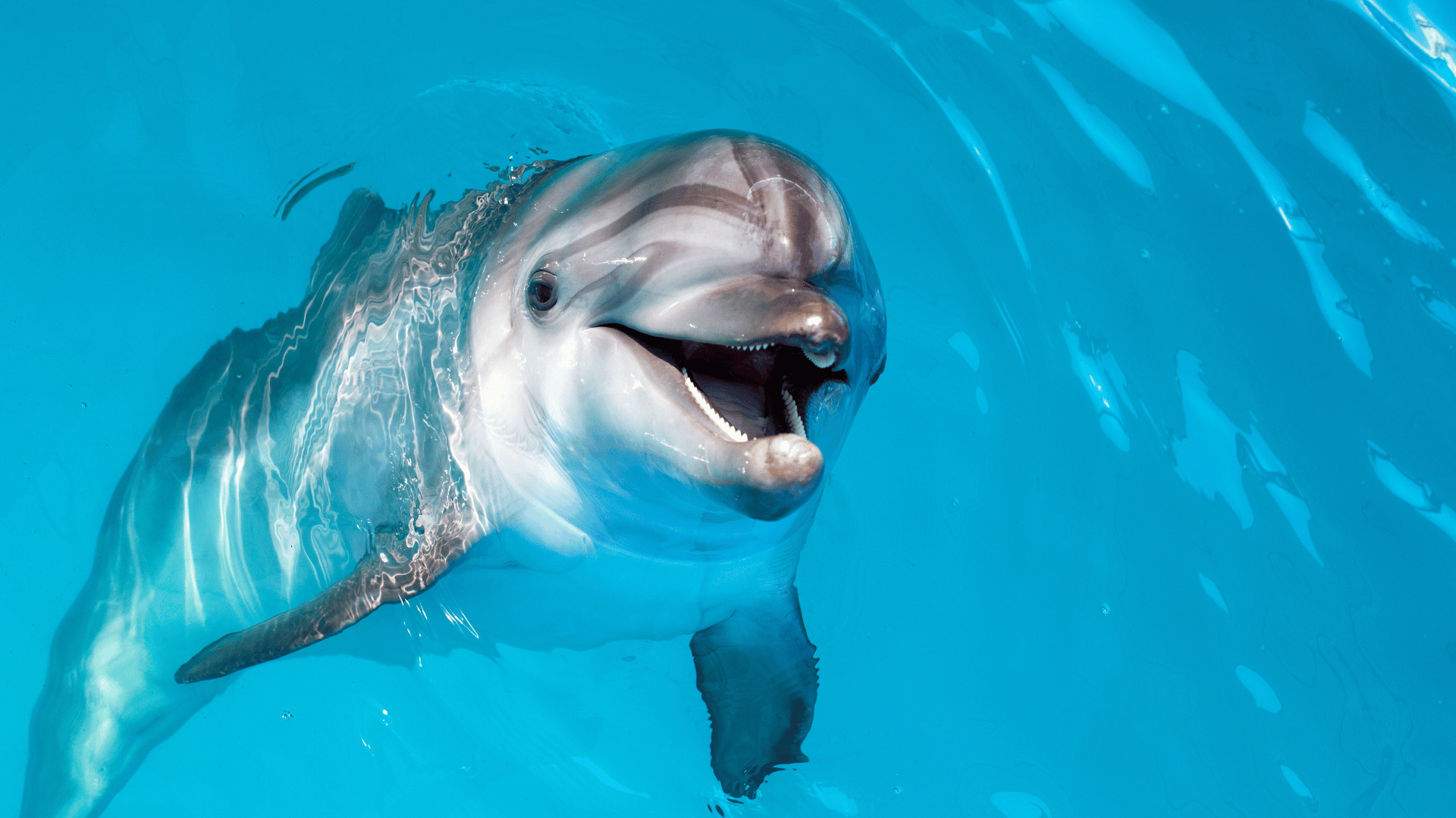 Dolphin smiling at tourists
