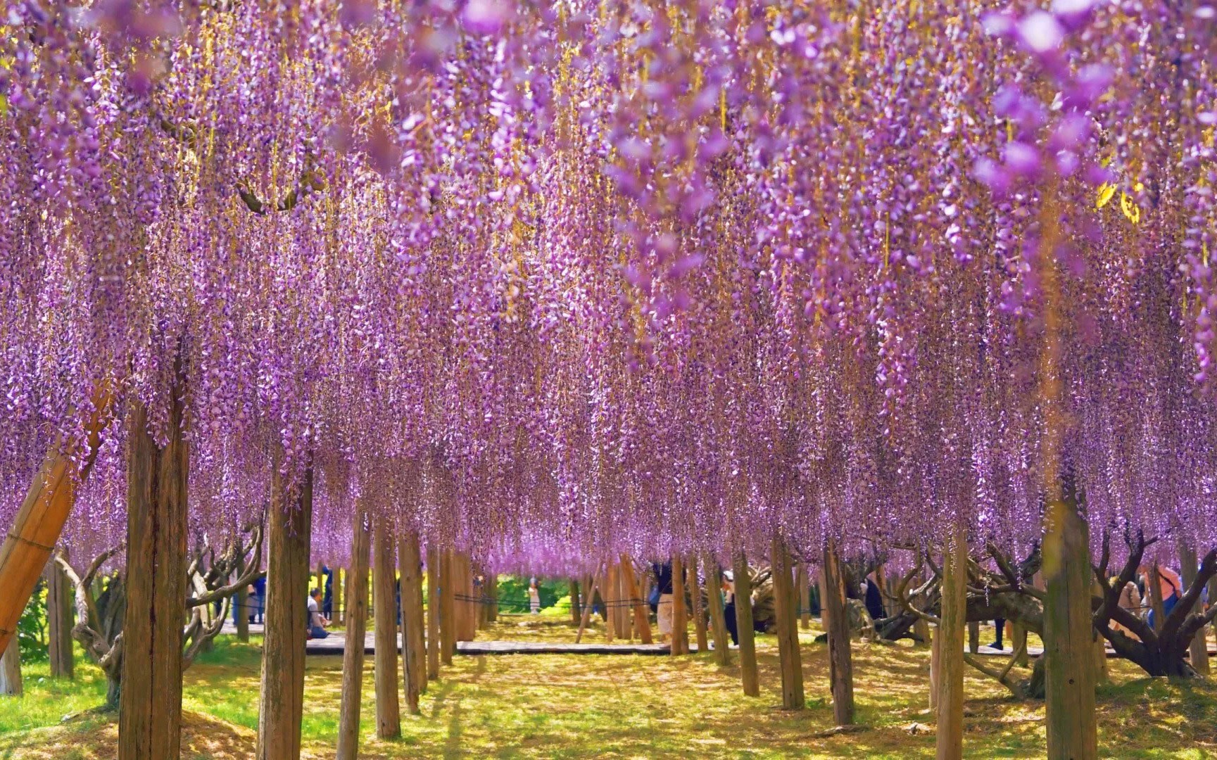 One-Day Kitakyushu Wisteria Tour: Akama Shrine, Kokura Castle, Moji Port, and Kawachi Wisteria Garden (Departure from Fukuoka)