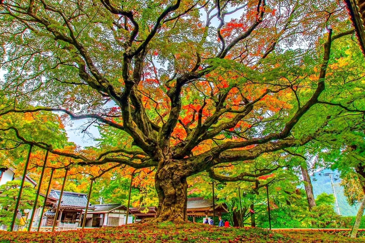 九州糸島｜白絲瀑布·雷山千如寺·一蘭拉麵之森·櫻井二見浦 夫婦巖一日遊｜福岡出發