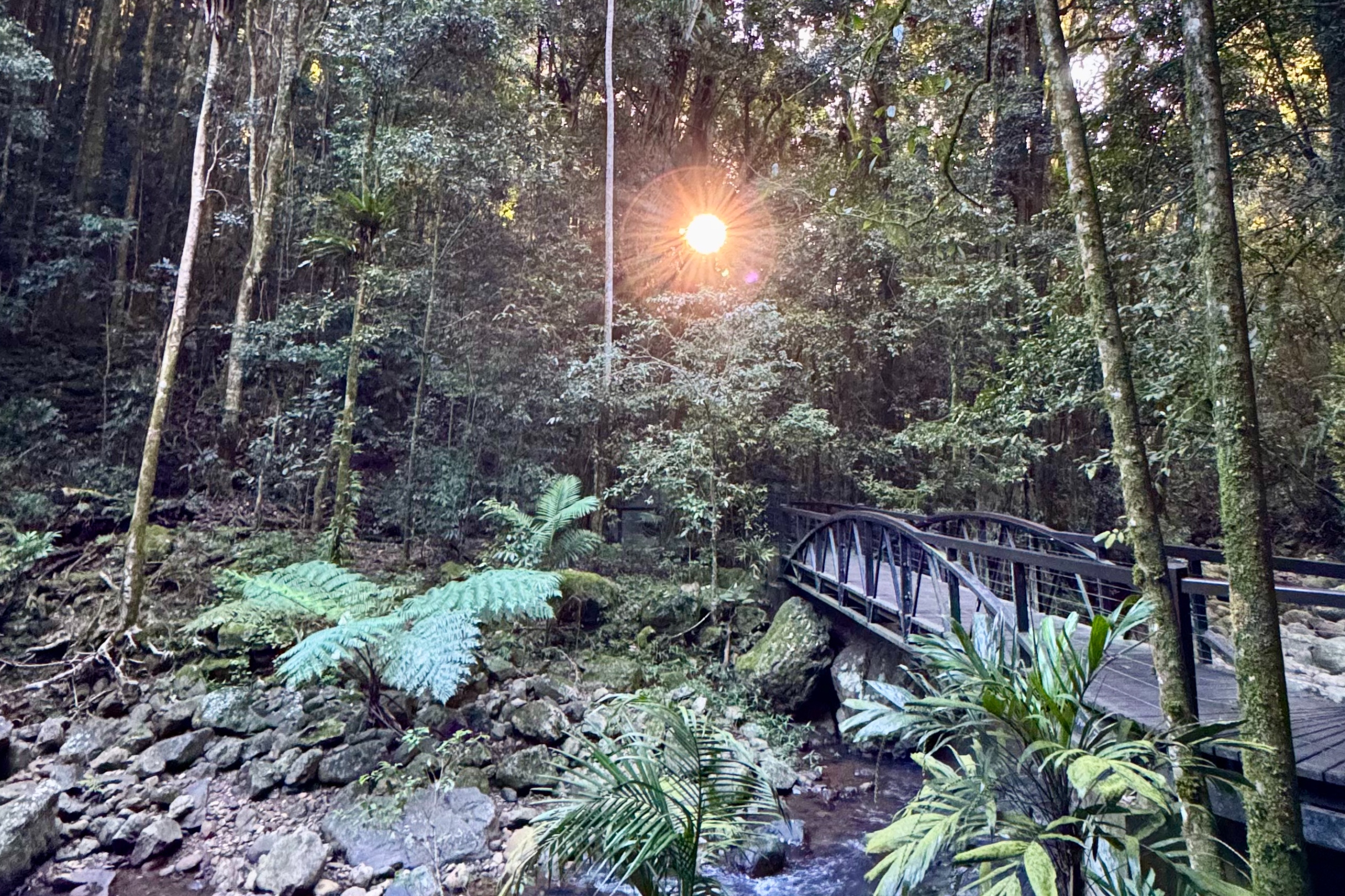 在春溪國家公園鬱鬱蔥蔥的綠色雨林中,漫步於高聳的樹冠下 在春溪國家公園鬱鬱蔥蔥的綠色雨林中,漫步於高聳的樹冠下