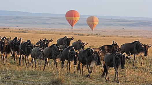 5 Days Amboseli Tsavo West & East Safari.