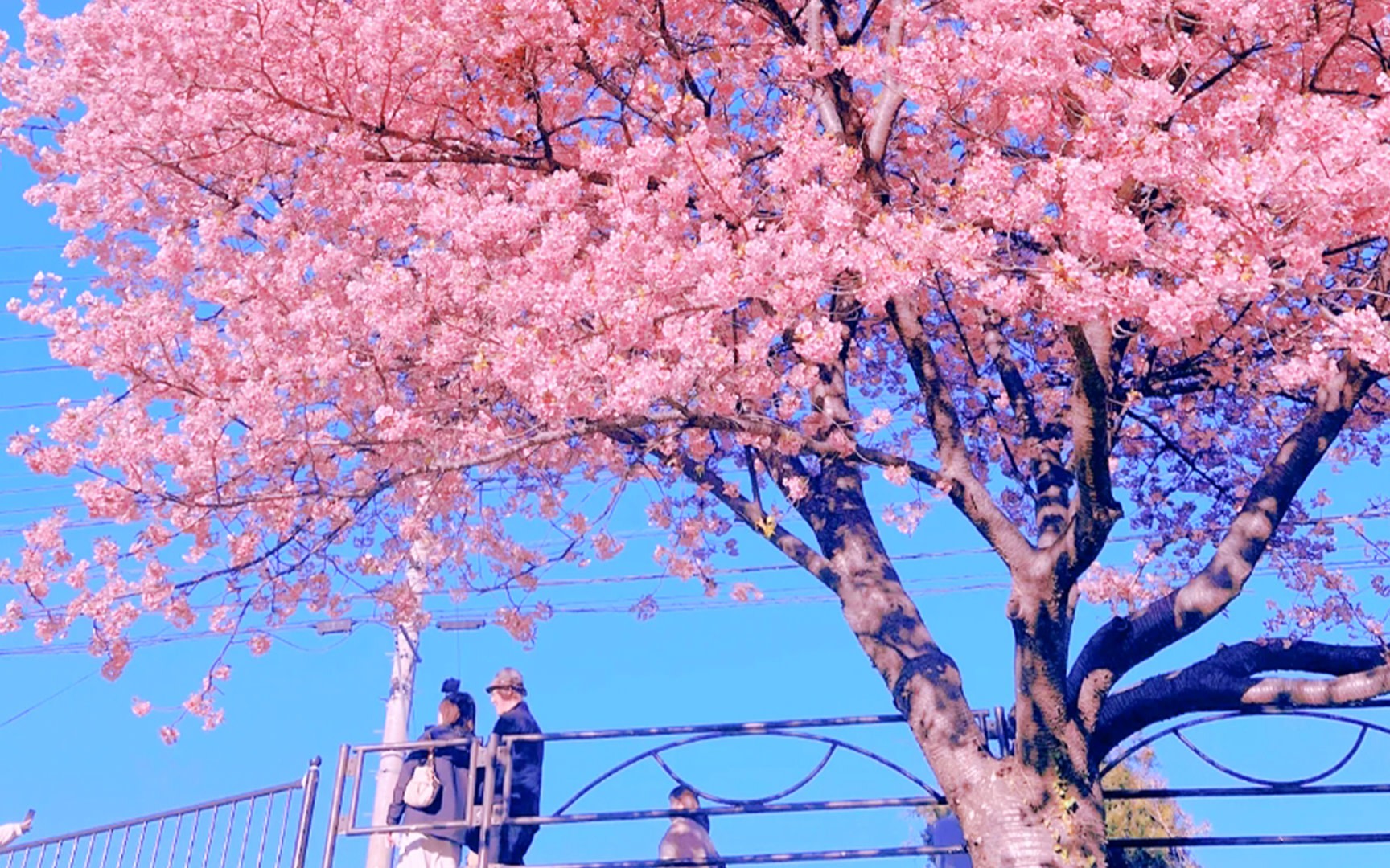 2026 Early Spring Cherry Blossom Limited - Kawazu Cherry Blossom Festival & Strawberry Picking & Shuzenji Onsen Day Trip