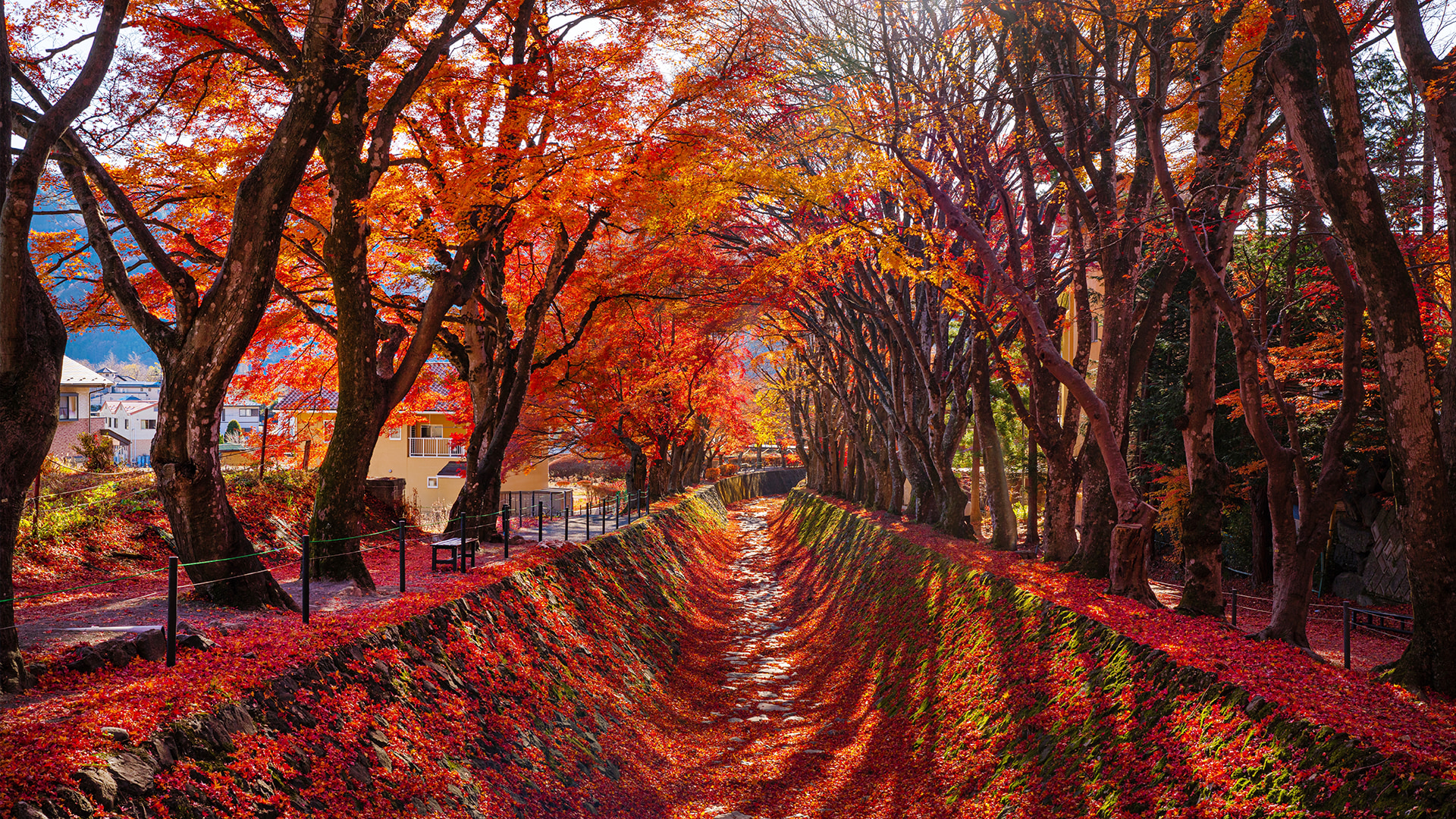 秋季限定：楓葉迴廊，漫天的紅葉。天地間似乎都渲染上了濃濃的秋意，色彩的重疊讓人眼前一亮。陽光灑在層層疊疊的楓葉上，看得人如痴如迷。