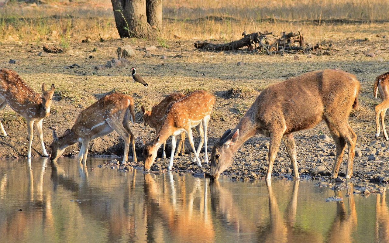 Delhi Agra Jaipur With National Park Ranthambore 6 Days