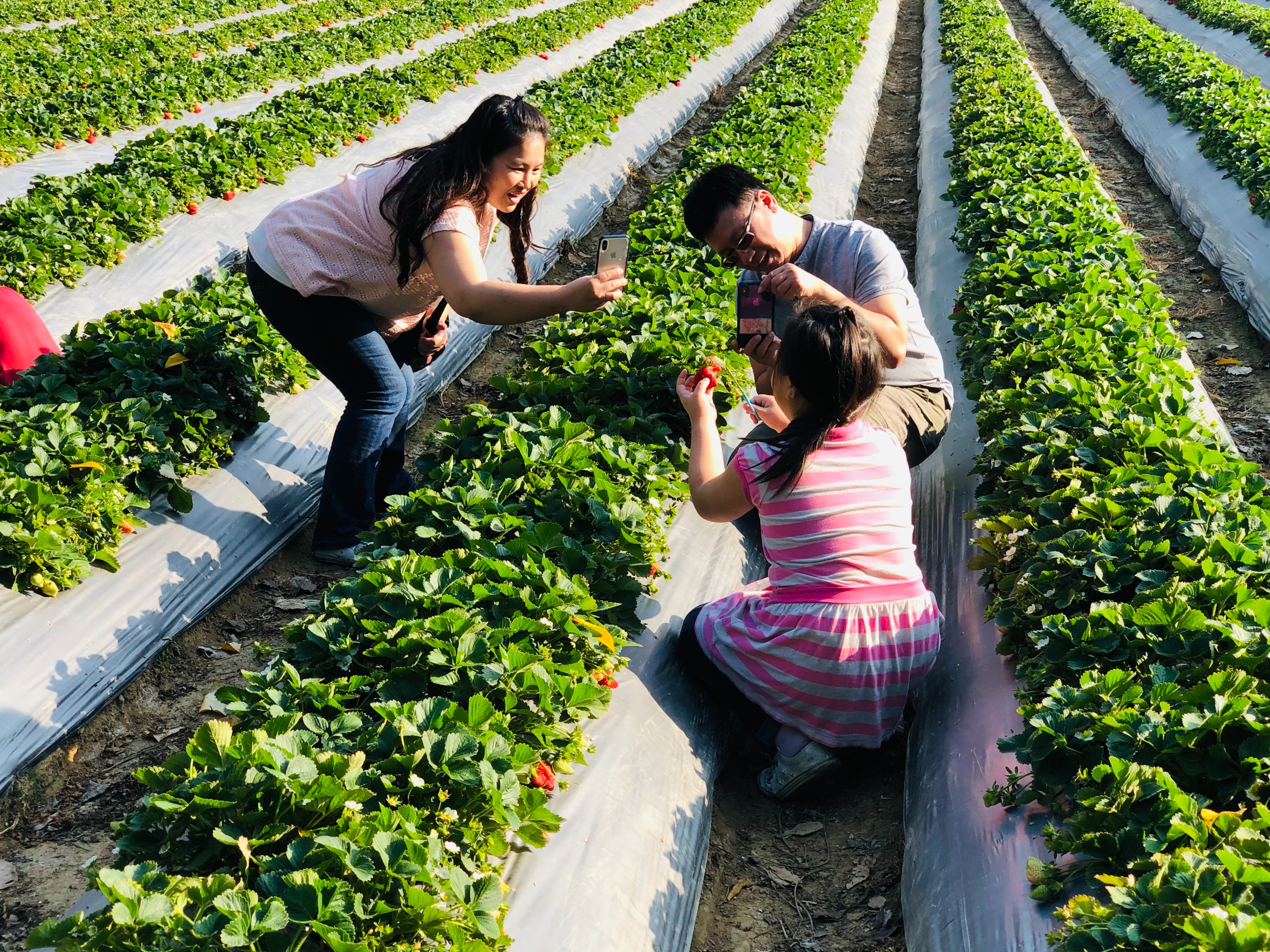 Miaoli Orange Second Generation Strawberry Farm: Fruit Picking Ticket