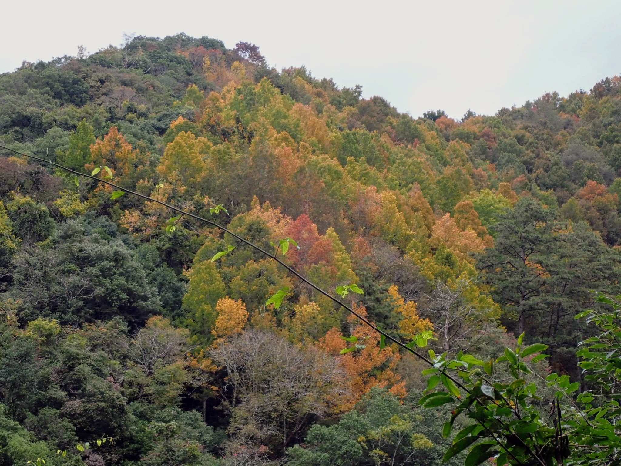 新竹：最美賞楓古道｜霞喀羅古道2天1夜登山露營