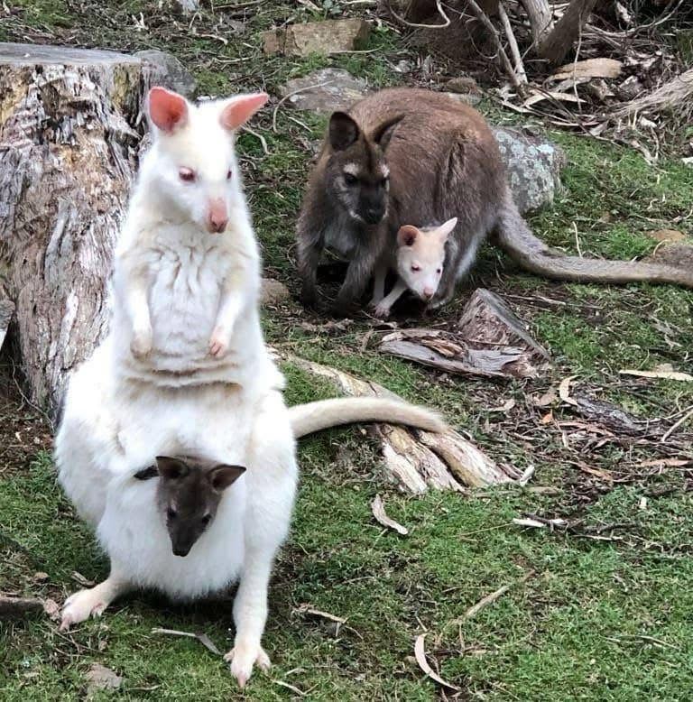 Tasmania 3D2N: Hobart, Port Arthur, Bruny + Free Aurora Night Tour